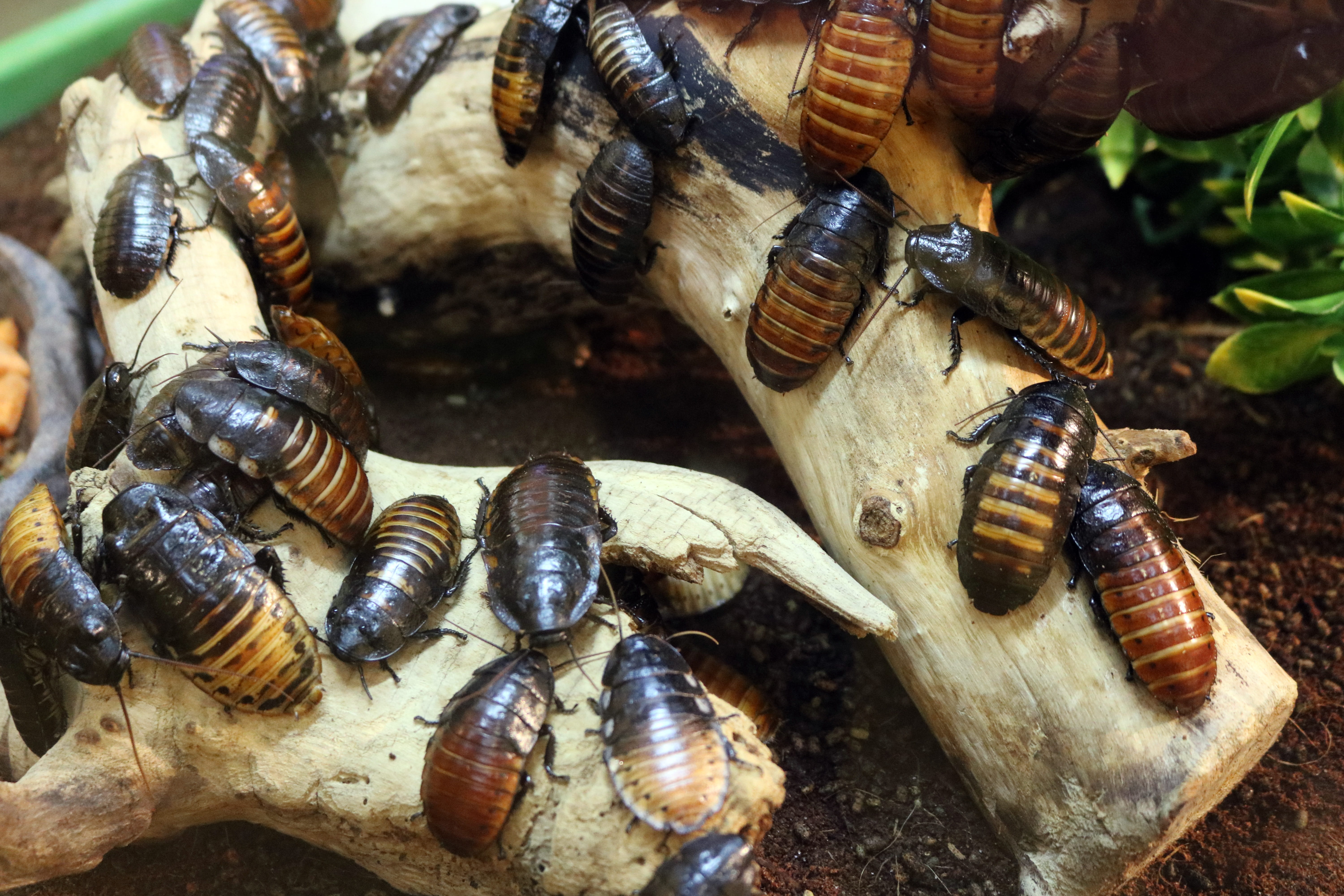 day, 5K, seafood, large group of animals, animal, insect, bugs, mussel, animals in the wild, close-up, nature, shell, no people, focus on foreground, animal themes, HD Wallpaper