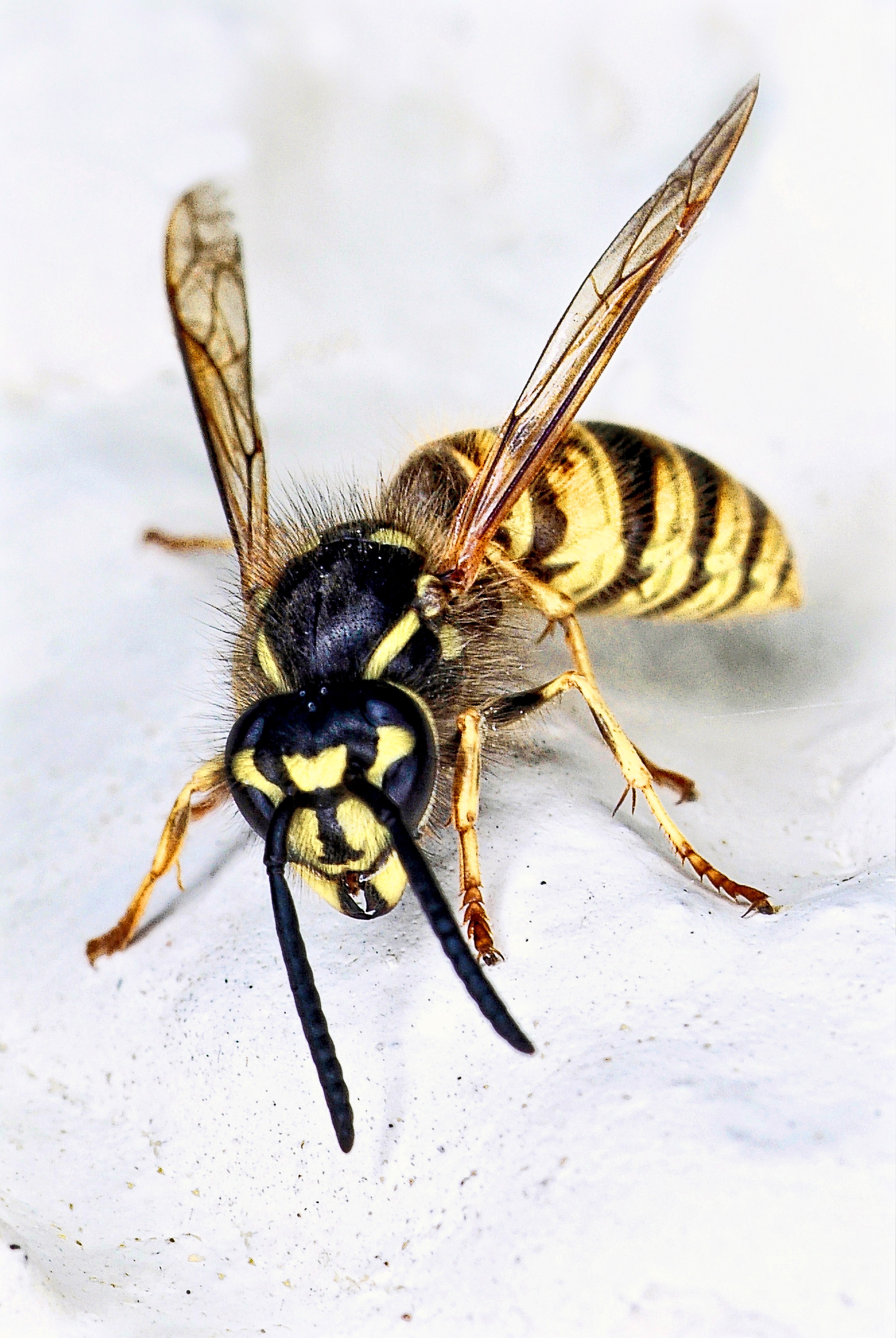 animal themes, close-up, beauty in nature, bee, macro, black, close, one animal, invertebrate, dangerous, pest, no people, outdoors, nature, animal body part, Phone HD Wallpaper