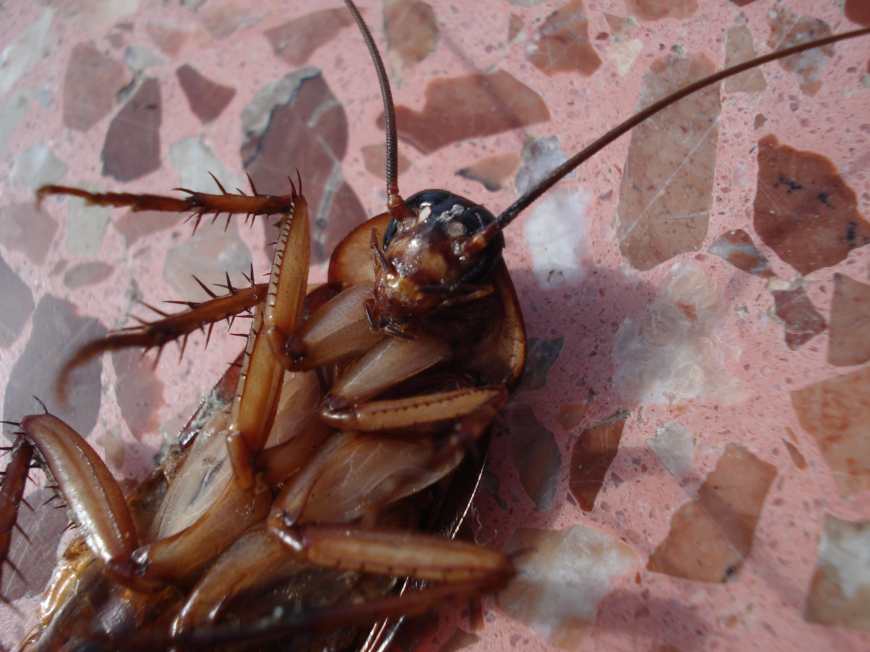no people, invertebrate, nature, animal themes, close-up, brown cockroach, full length, dead, animal body part, animals, animal wildlife, day, zoology, HD Wallpaper
