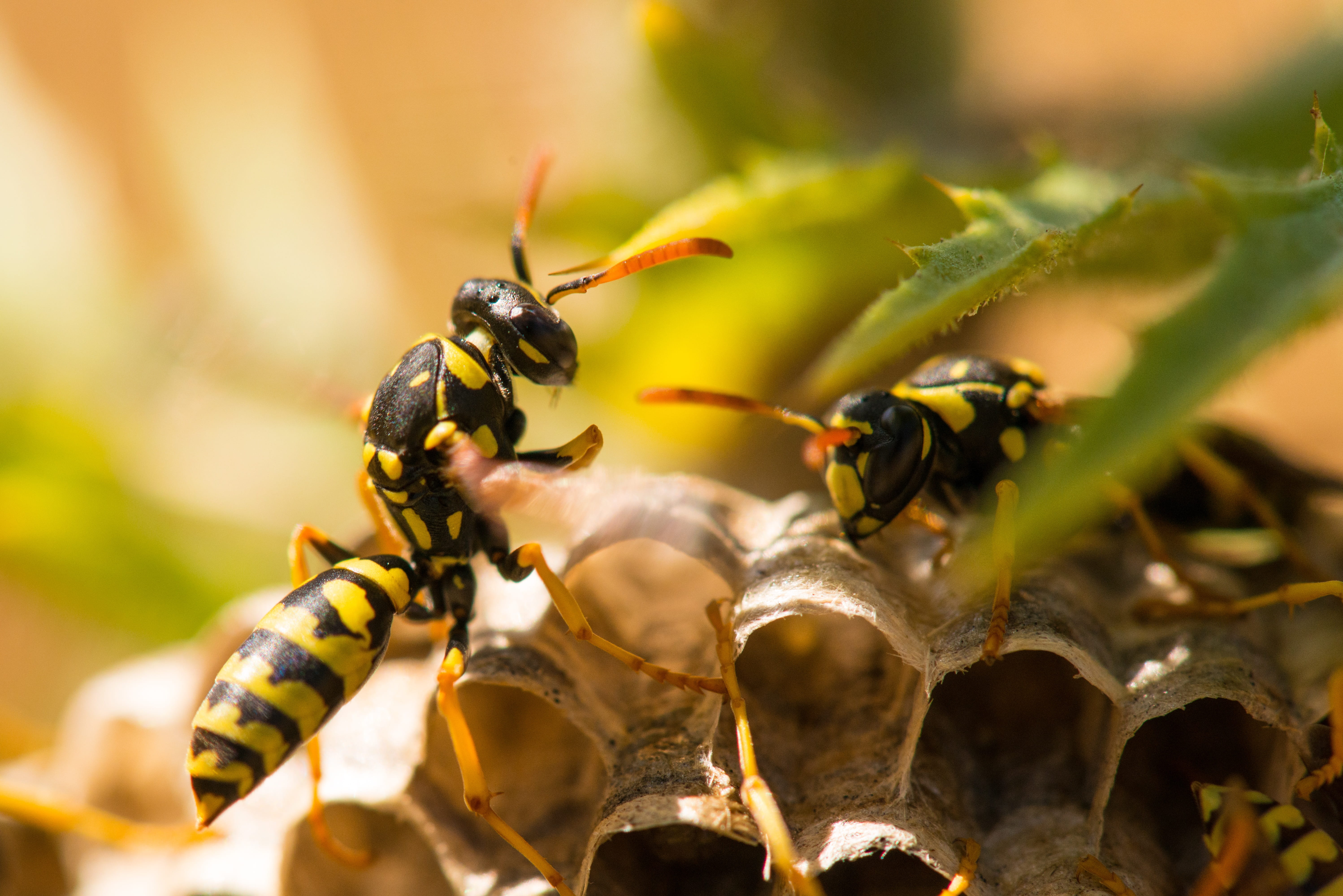 wing, hornet, beauty in nature, outdoors, animal, pollination, selective focus, close-up, nature, nest, pest, spain, paper, yellow, ant, fly, black, bee, HD Wallpaper