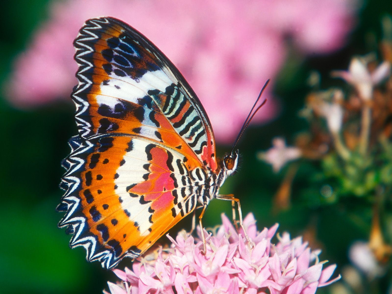 720P, bug, red, insect, leaf, hd, lacewing, butterfly, animals, HD Wallpaper