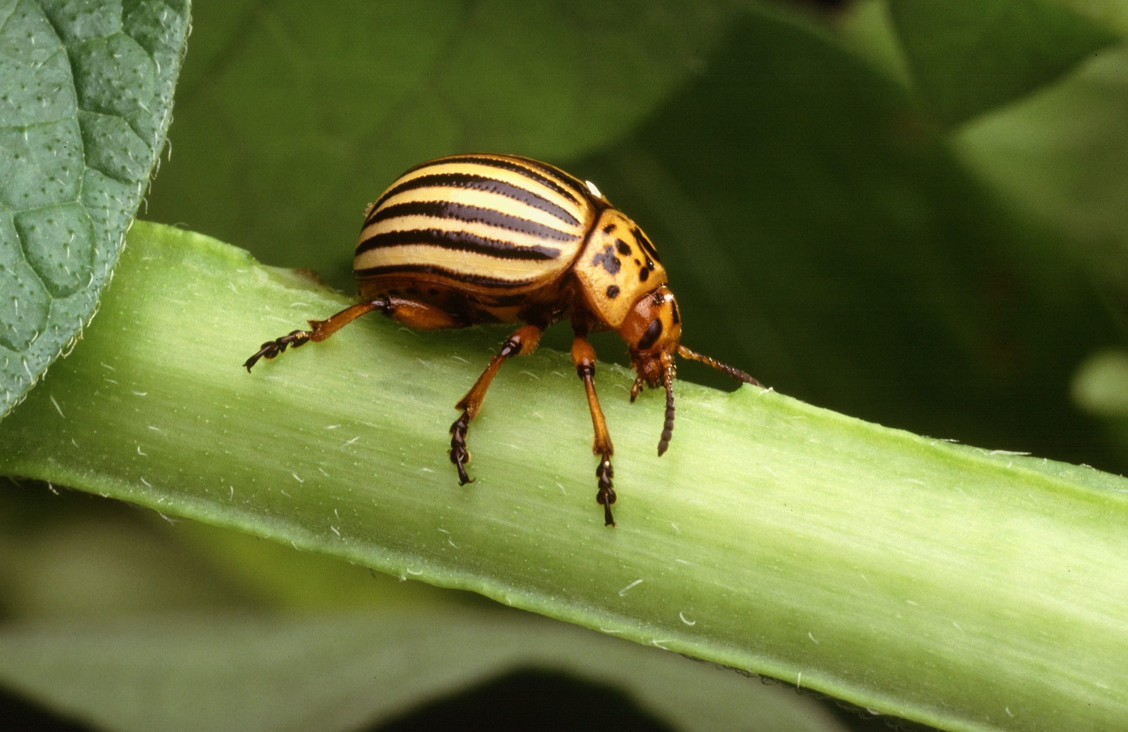 no people, leptinotarsa decemlineata, potato bug, focus on foreground, pest, green color, stem, animal themes, colorado potato beetle, beetle, leaf, insect, HD Wallpaper