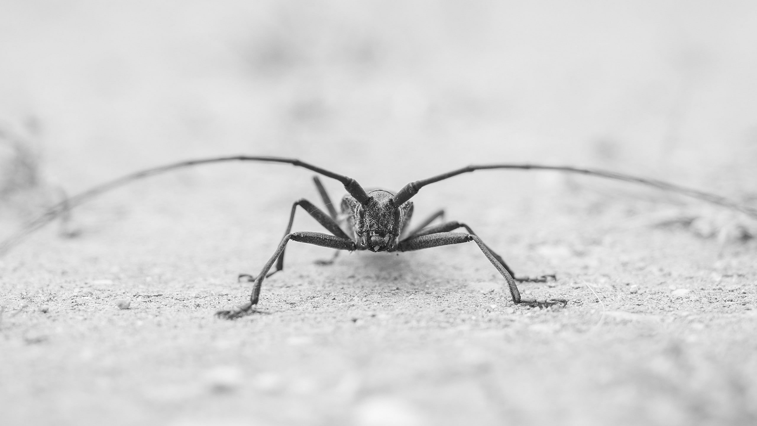 insect, monochrome, 2K, bugs, macro, 2560x1440, HD Wallpaper