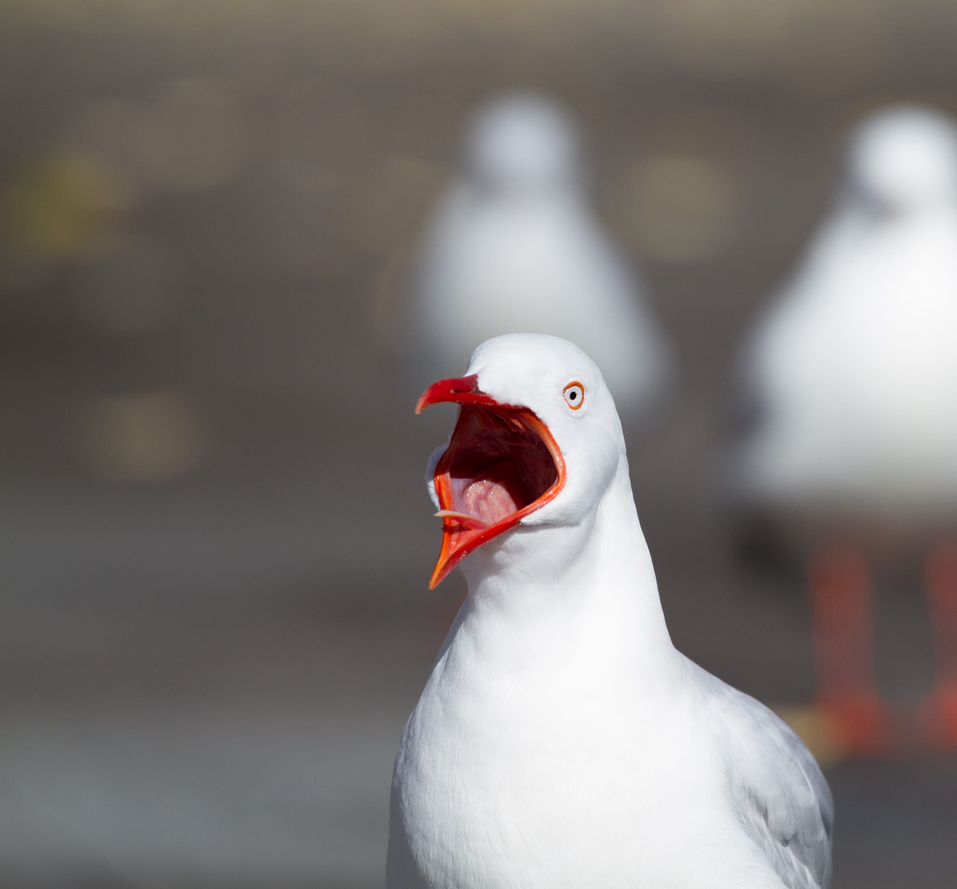 animals in the wild, cockatoo island, photography, mouth open, bird, day, one animal, nature, white color, pets, animal, cranky, scream, grouse, beak, vertebrate, HD Wallpaper
