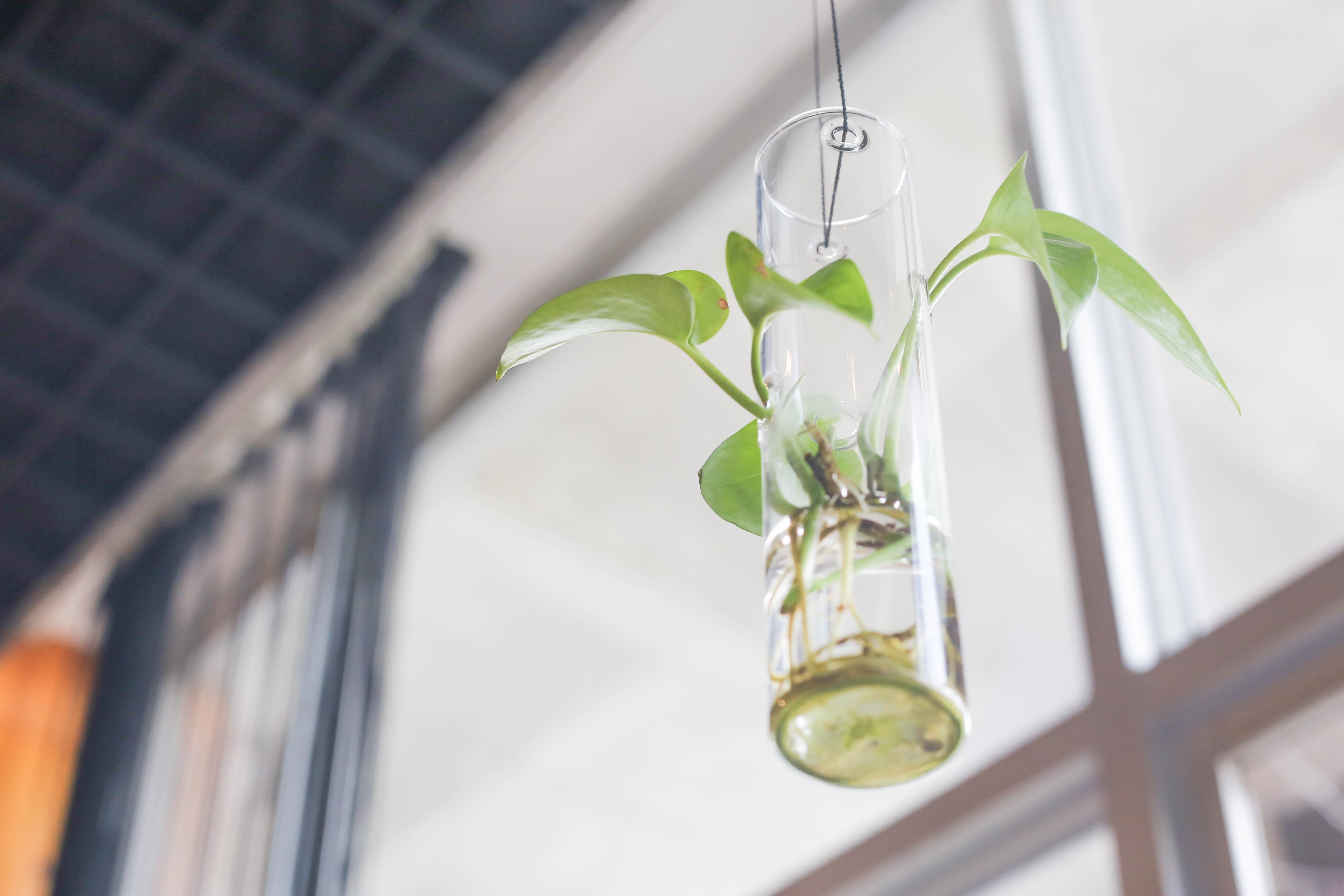 medicine, technology, glass, bonsai, indoors, close-up, clear, green, research, leaf, container, focus, glass - material, blur, flower, 5K, selective, HD Wallpaper