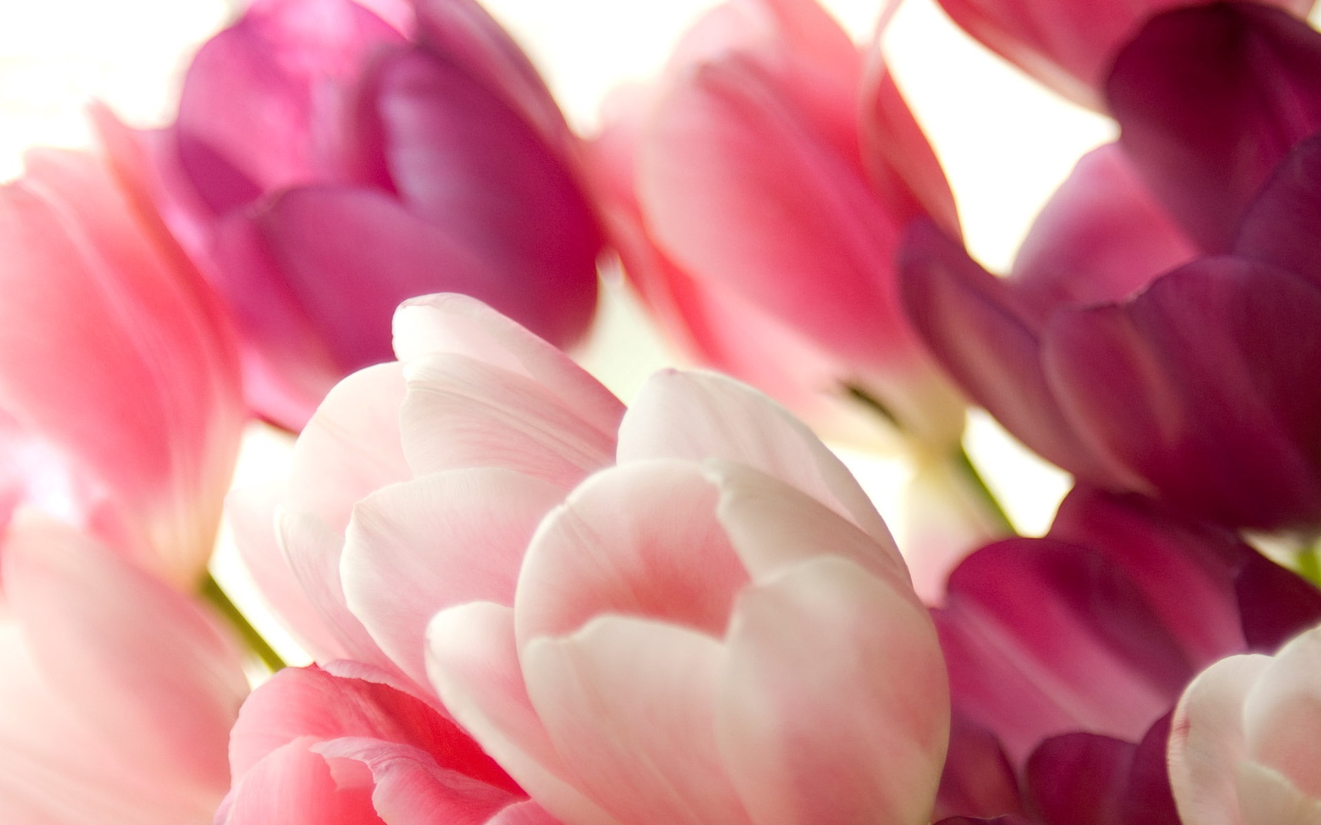 Tulip, Pink, 1080P, tulips, Bouquet, Macro, HD Wallpaper