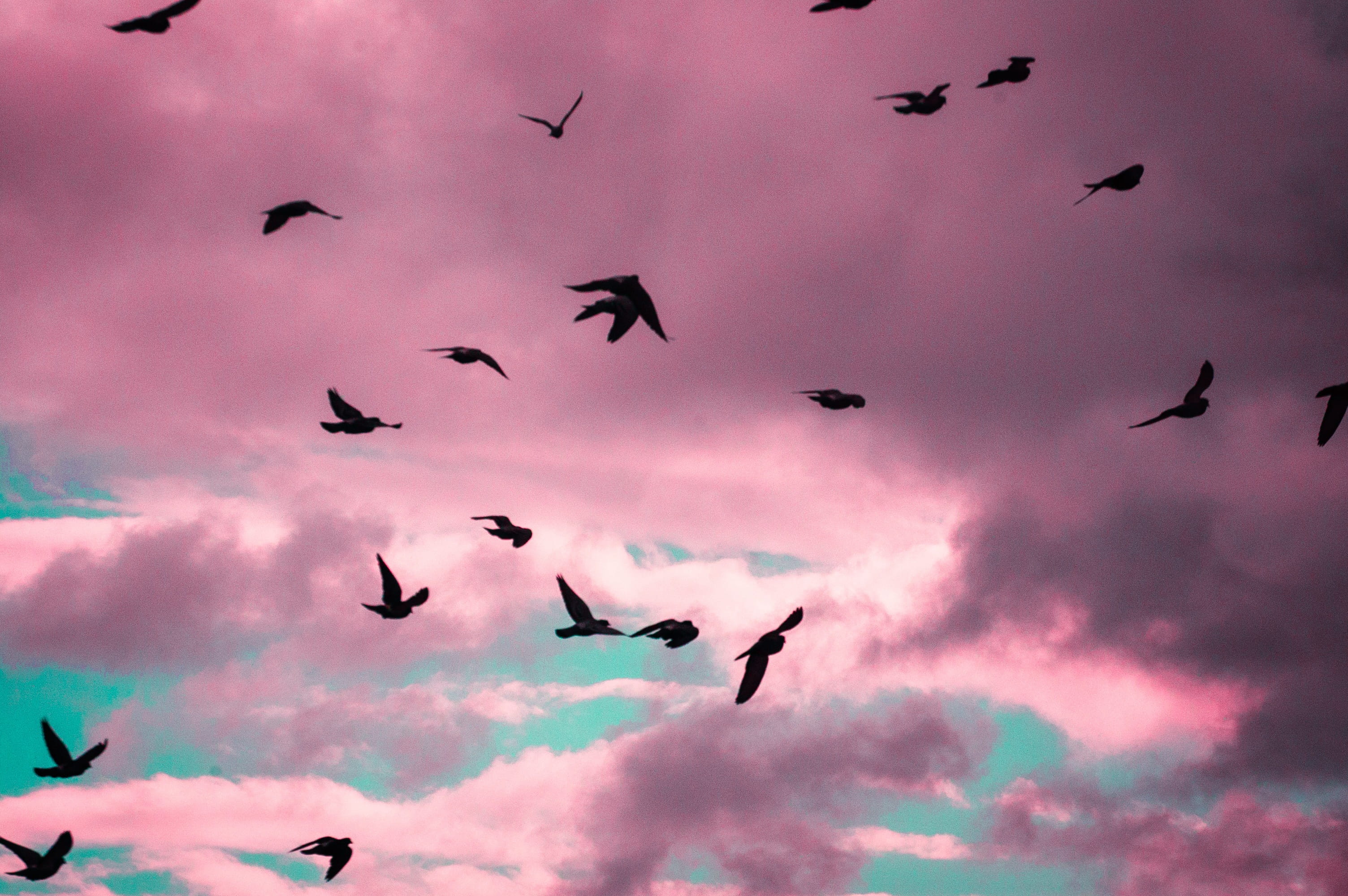 exotic, spread wings, bird, animals, animal, mid-air, birds, large group of animals, nature, motion, cloud - sky, freedom, silhouette, feather, low angle view, HD Wallpaper