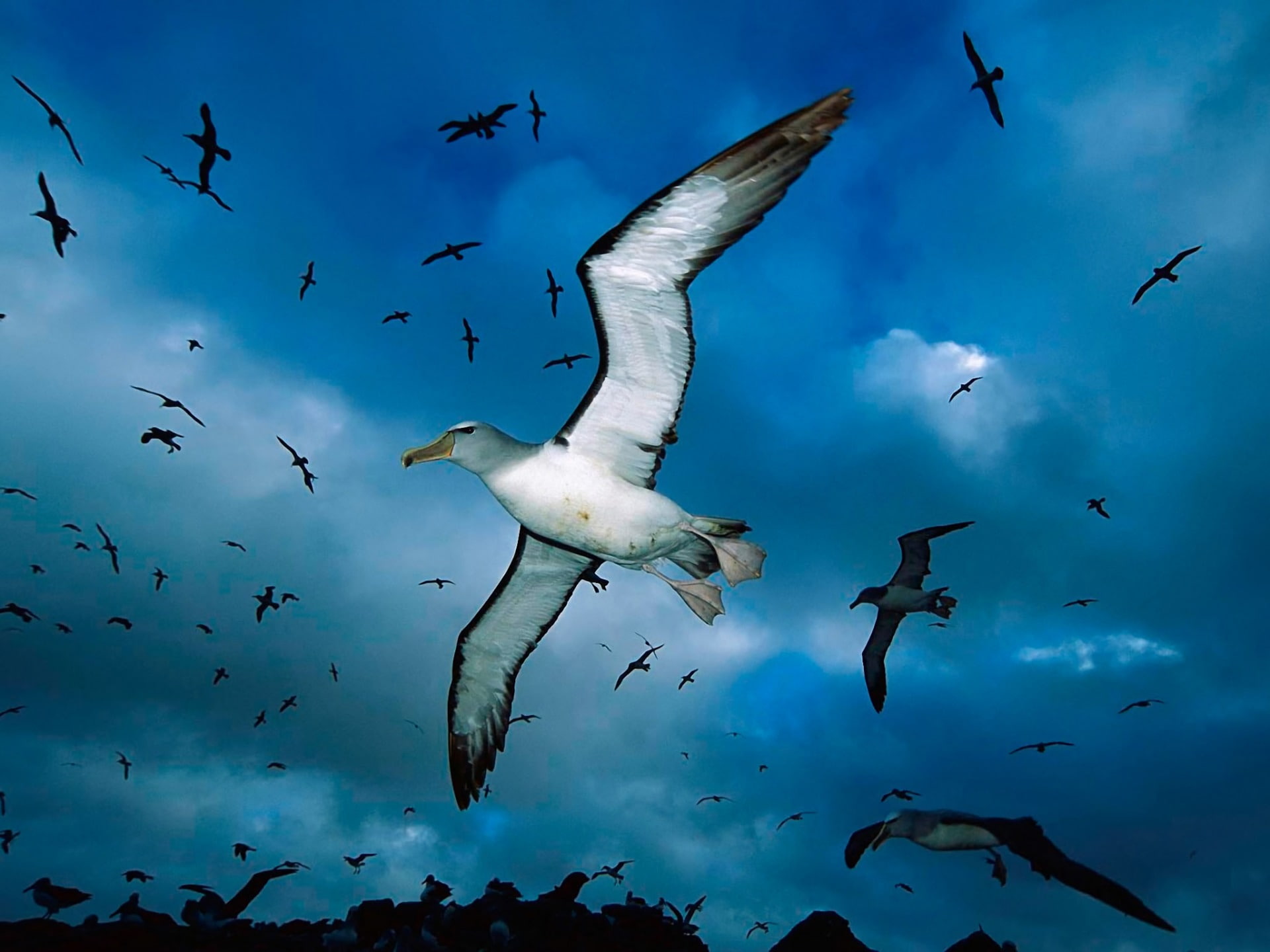 1080P, Albatross, Sky, Animal, Blue, Bird, Birds, Flying, HD Wallpaper