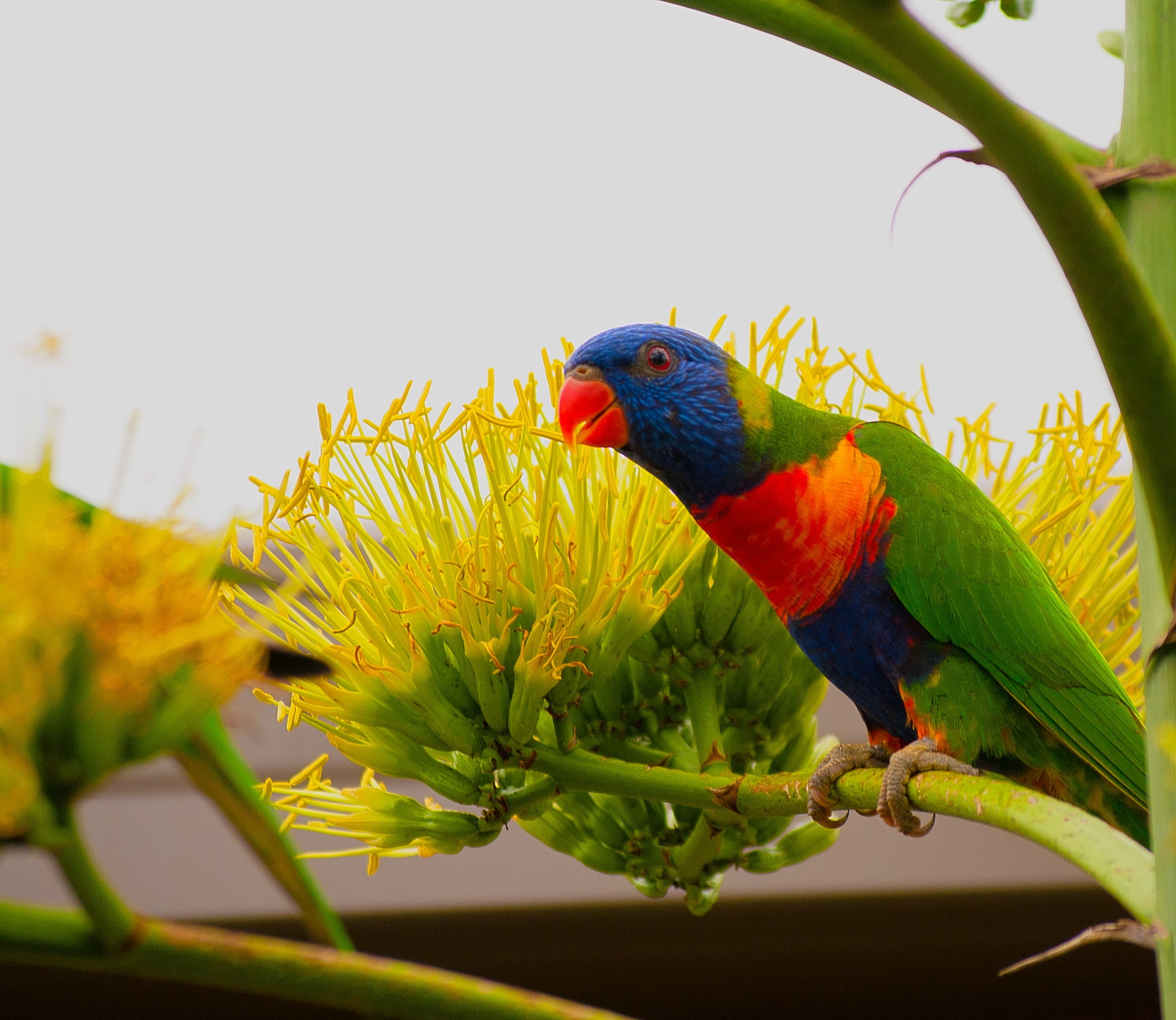 multi colored, beautiful, no people, animals in the wild, bright, green, feather, one animal, beak, tree, rainbow, nature, flowering plant, bird, animal, HD Wallpaper