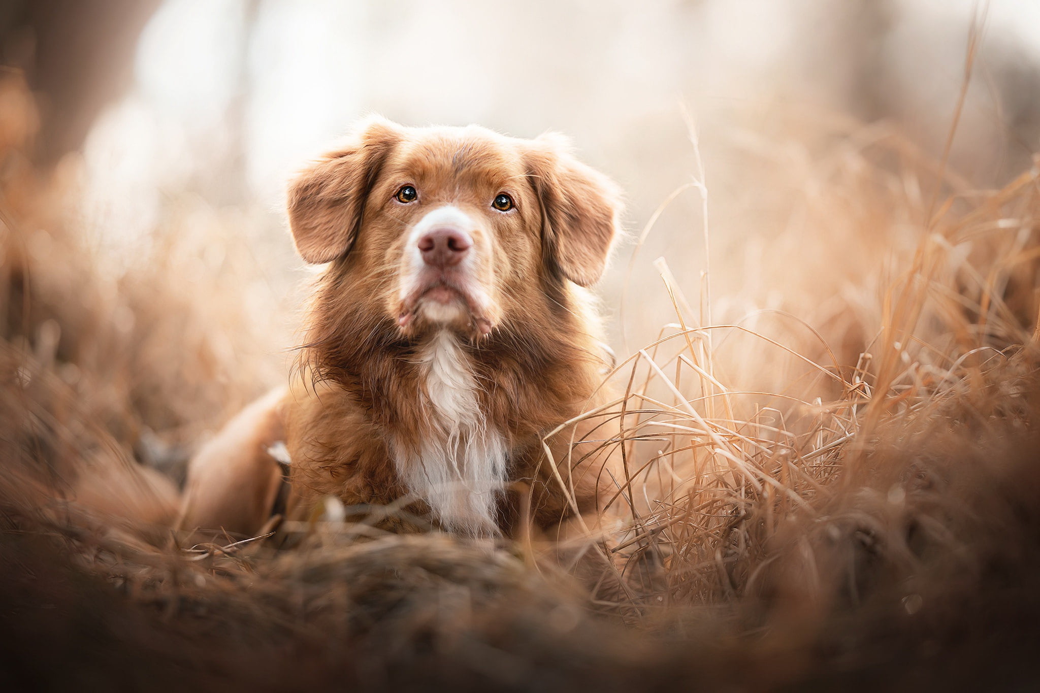 Dogs, Pet, Dog, 1080P, Nova Scotia Duck Tolling Retriever, HD Wallpaper