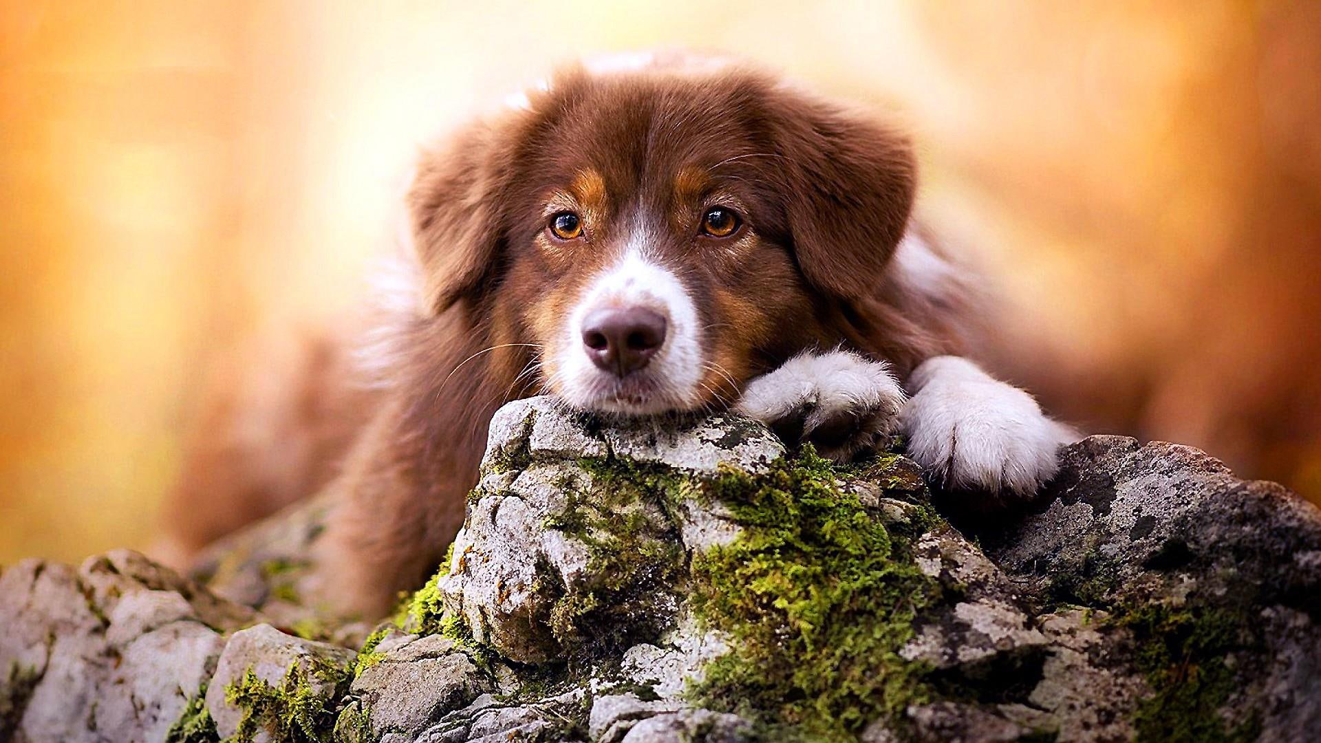 puppy, dog, dog breed, 1080P, whiskers, rock, retriever, nova scotia duck tolling retriever, fur, HD Wallpaper