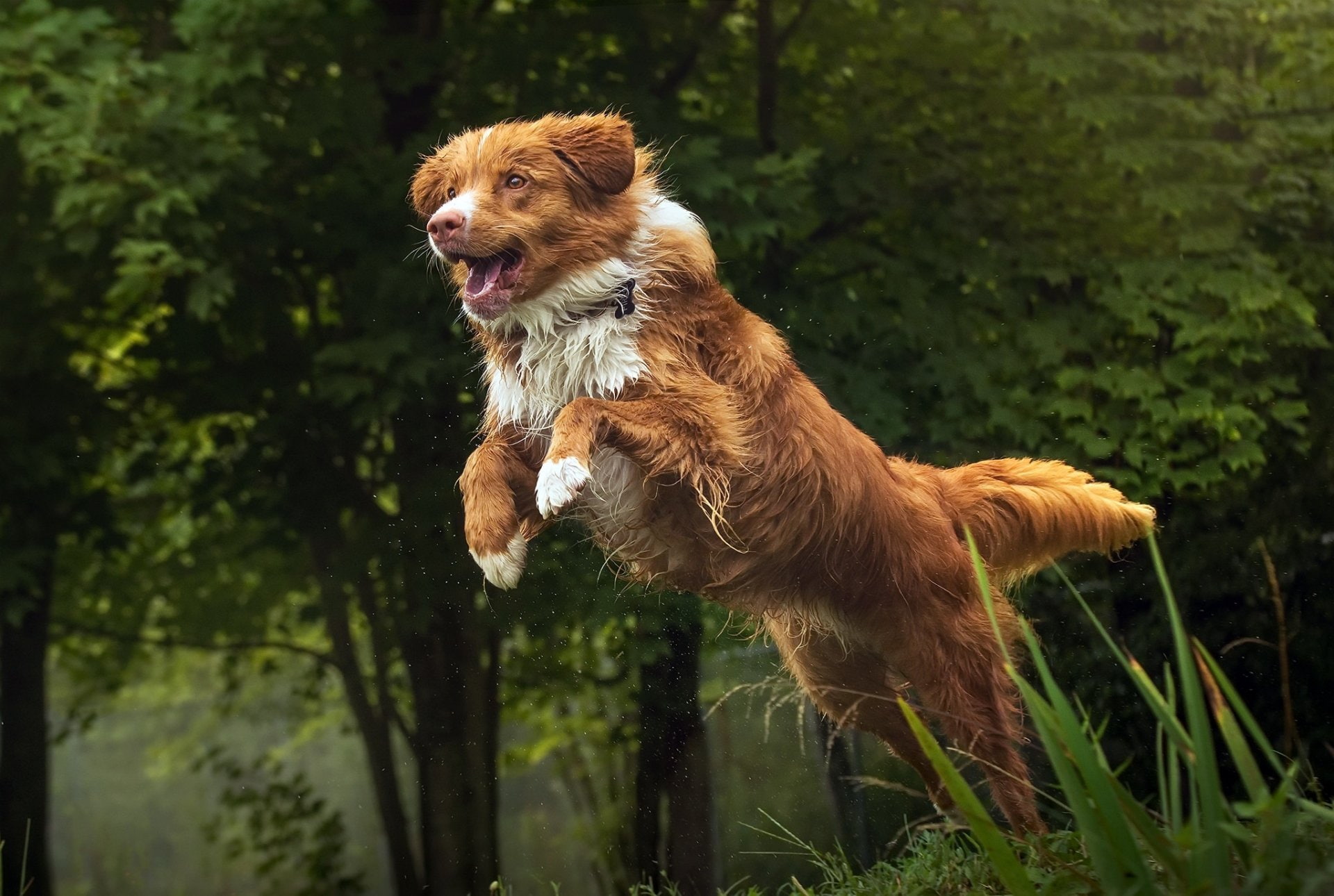 Dog, Nova Scotia Duck Tolling Retriever, 1080P, Dogs, Pet, HD Wallpaper
