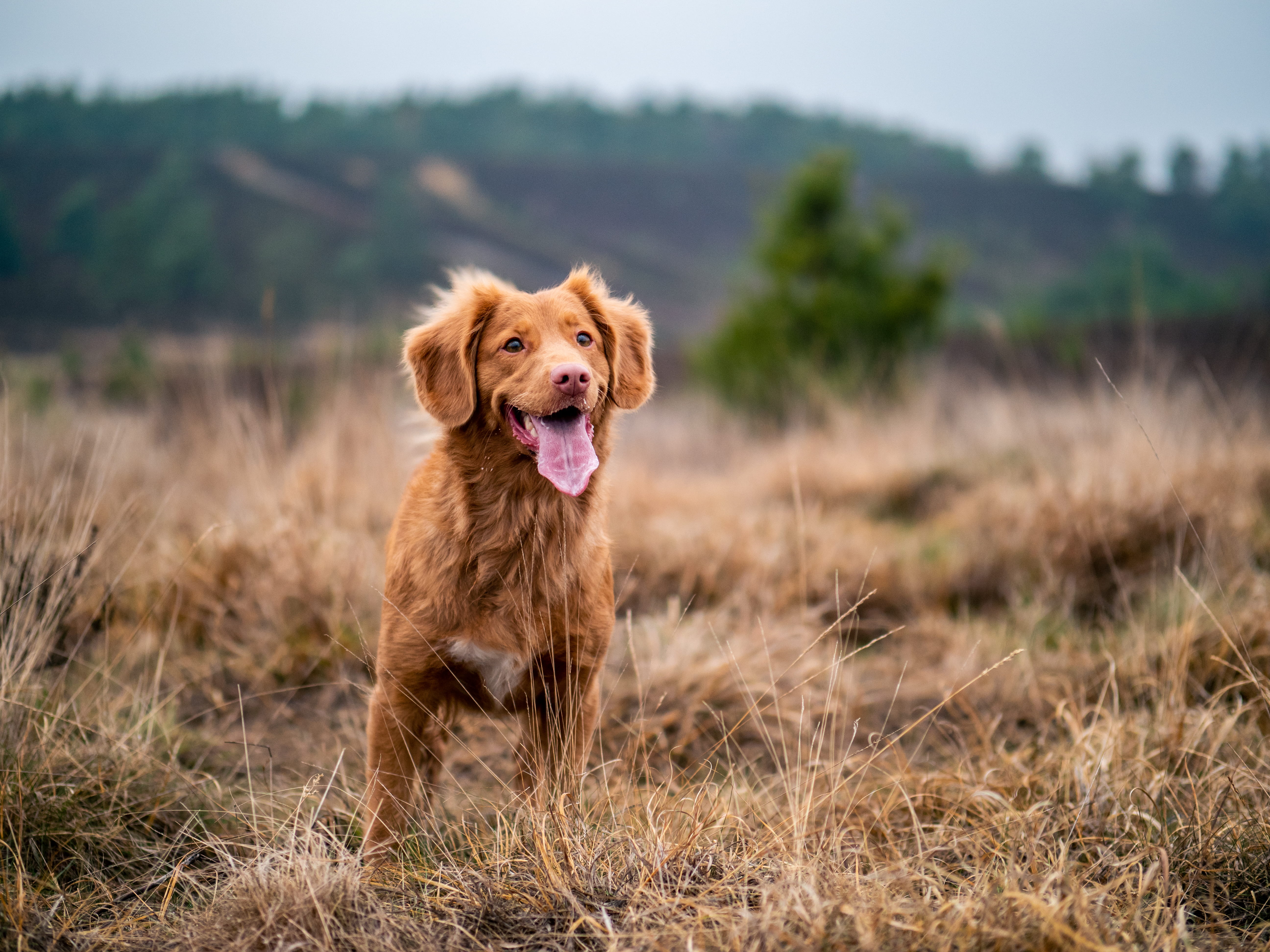 showing, plant, outdoor, duck, puppy, portrait, tolling, panting, adventure, pet, mammal, retriever, animal head, outdoors, looking at camera, scotia, selective, HD Wallpaper