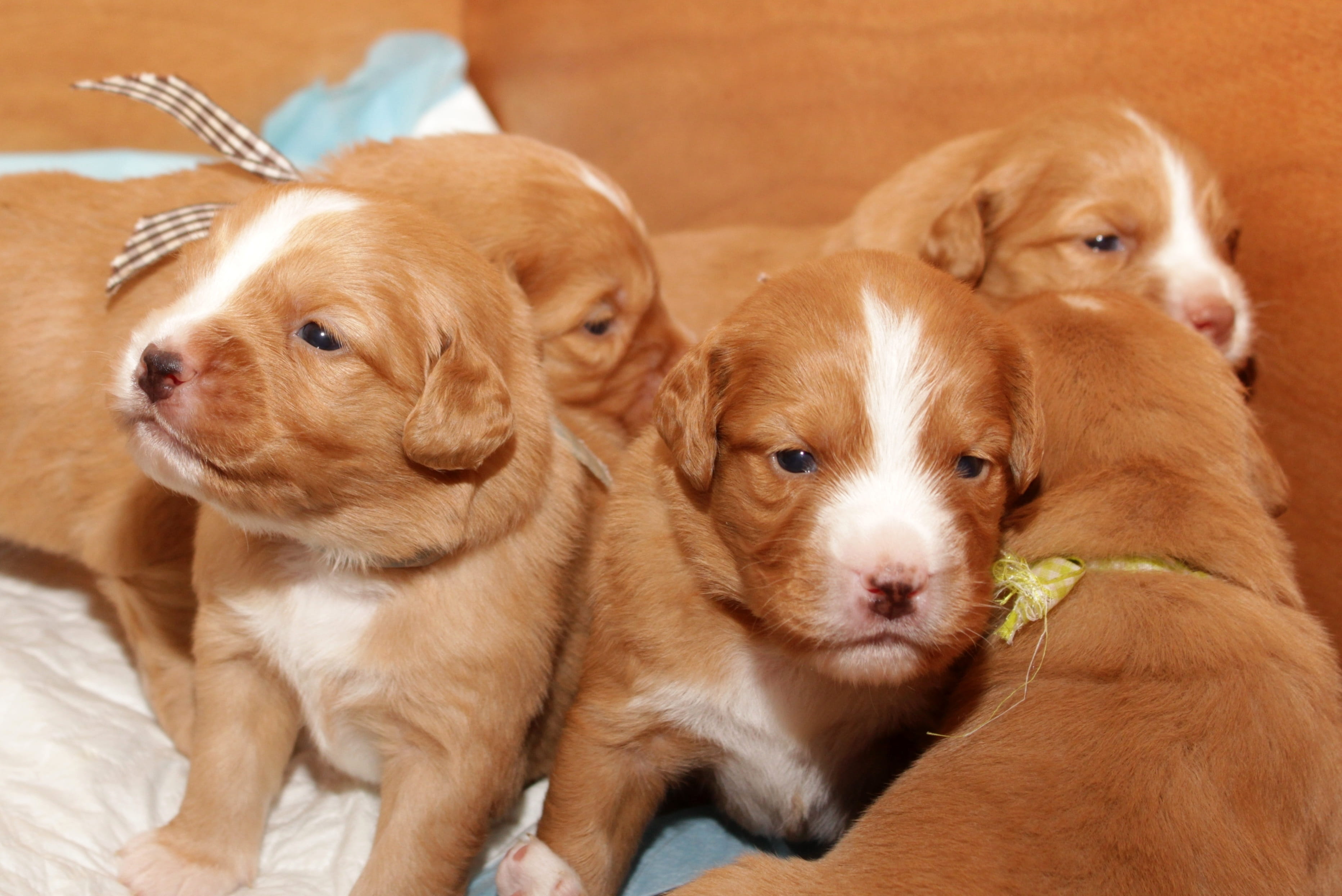 toller, pet, close-up, 2K, pets, canine, animal family, togetherness, small, mammal, no people, nova scotia duck toller retriever, animal, dog, domestic, HD Wallpaper