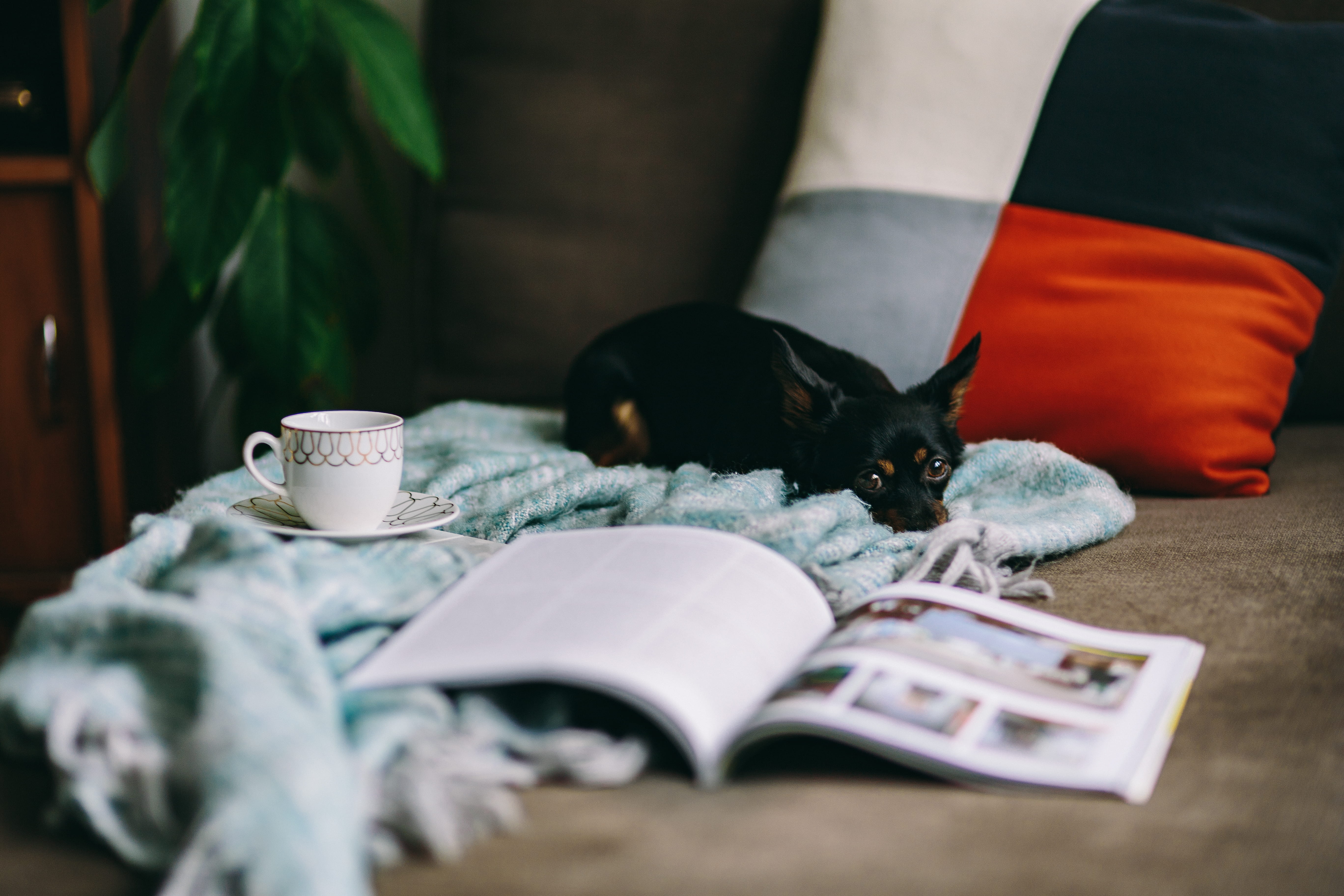 vertebrate, animal, domestic, day, bed, cat, newspaper, furniture, pets, relax, selective focus, close-up, puppy, one animal, chaise longue, no people, HD Wallpaper