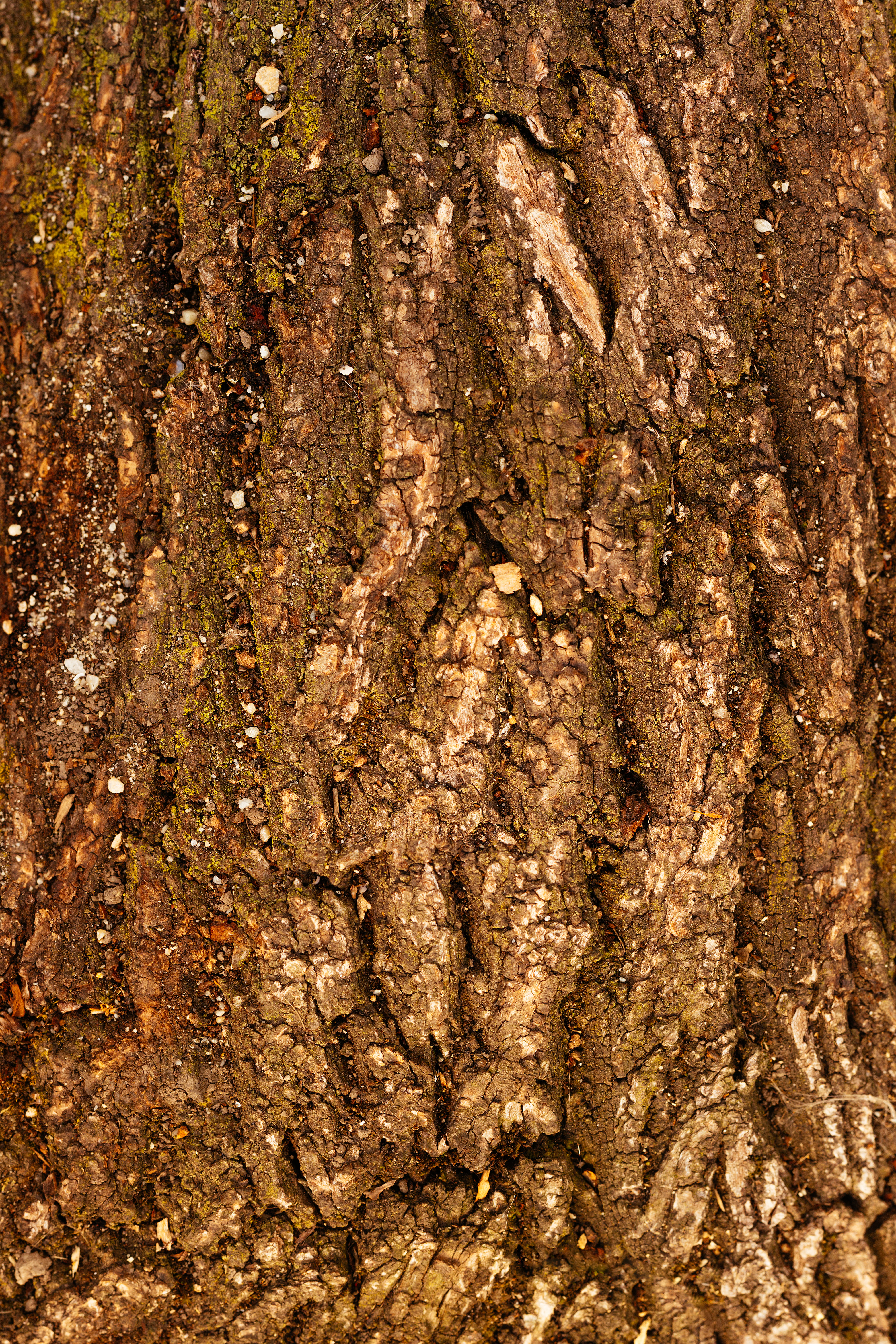 mammal, full frame, rug, brown, rodent, 5K, rough, wood, redwood, trunk, porcupine, tin, invertebrate, bark, root, cricket insect, plant bark, no people, Phone HD Wallpaper