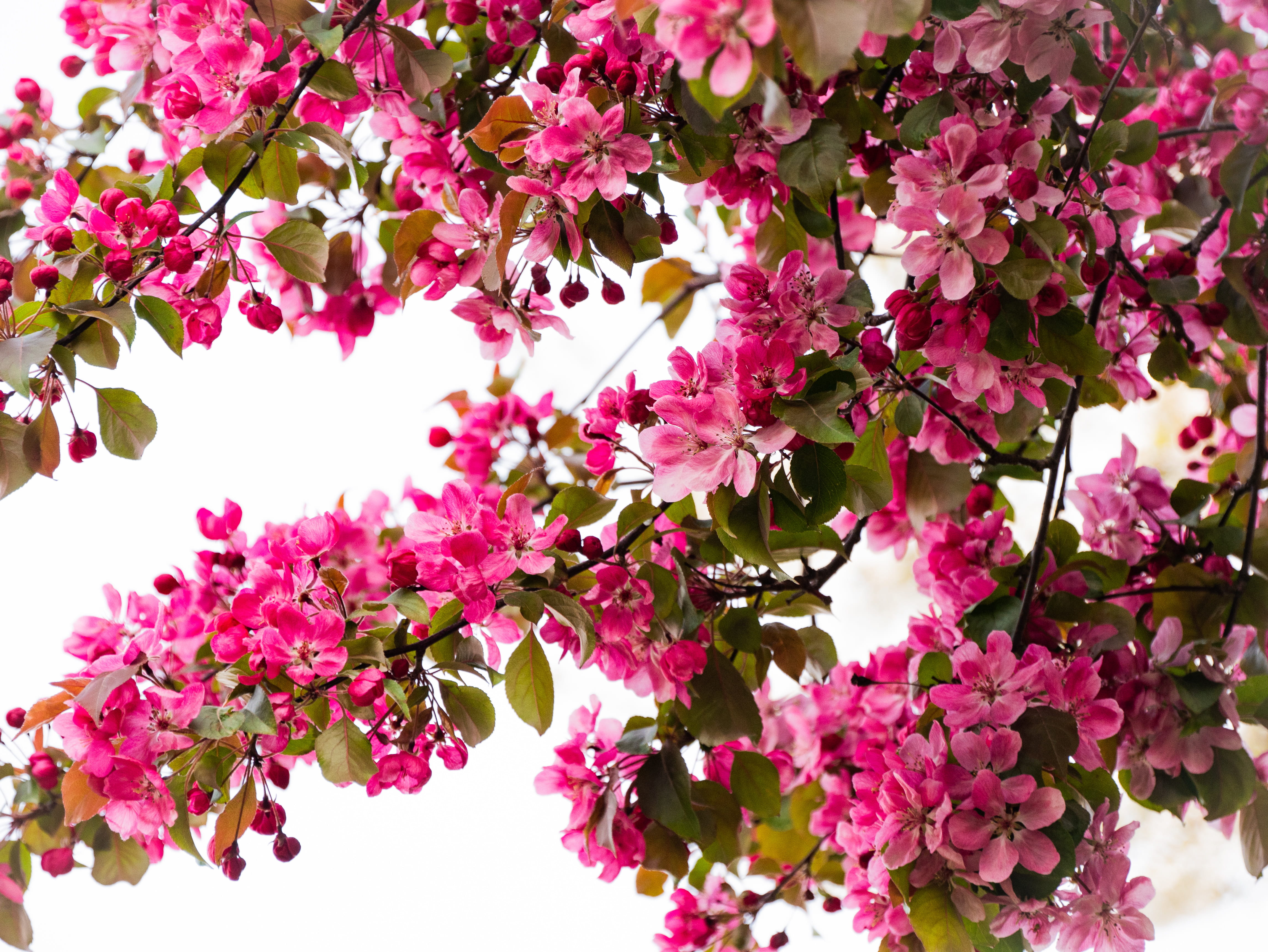 outdoors, blossom, nature, leaves, spring, vulnerability, freshness, 4K, petals, flowering plant, fragility, confetti, summer, floral, beauty in nature, HD Wallpaper