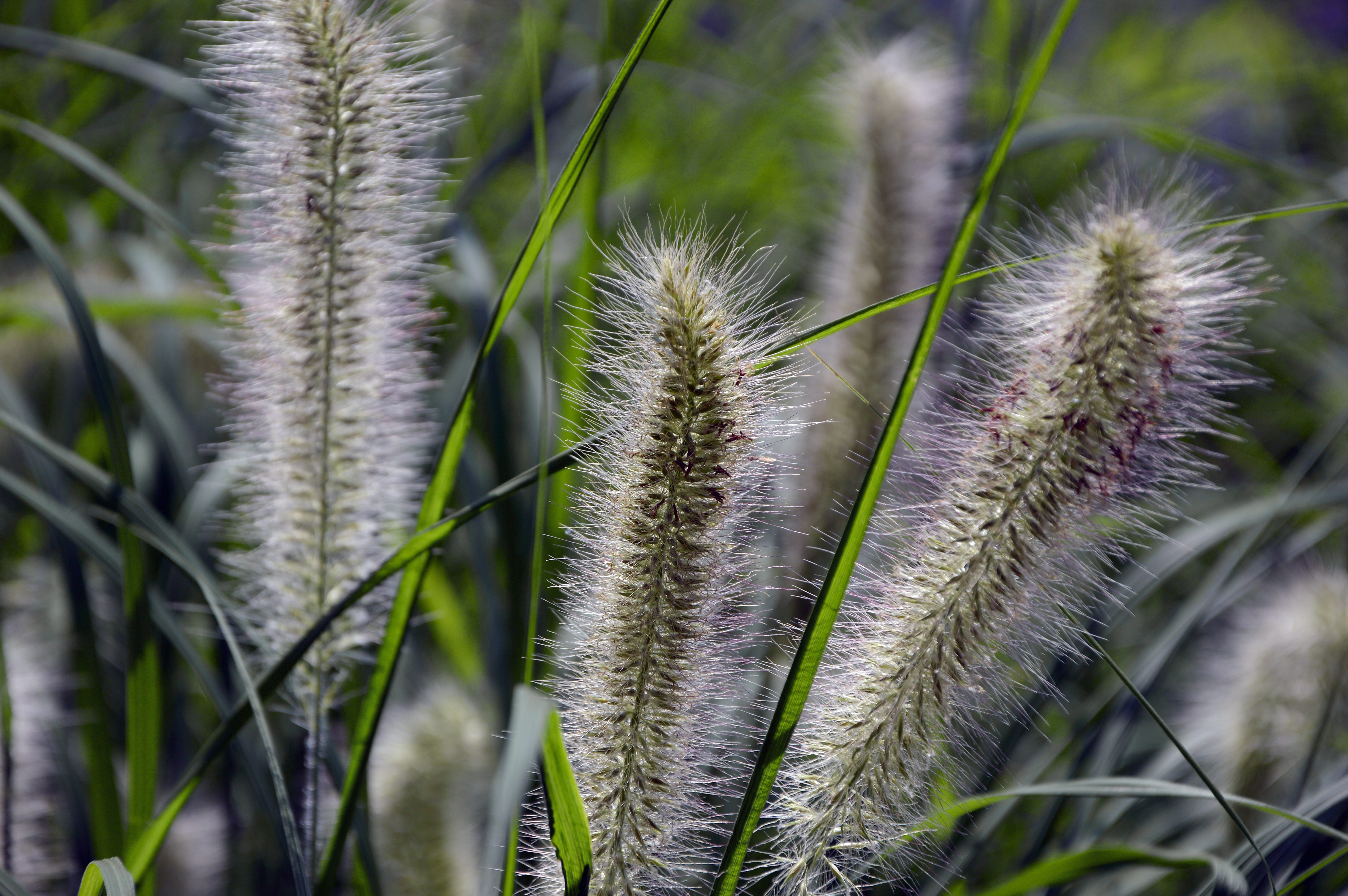 lamp cleaning er grass, grasses, 5K, selective focus, growth, plant, nature, freshness, focus on foreground, halme, plant stem, tranquility, bamboo grassedit this page, HD Wallpaper