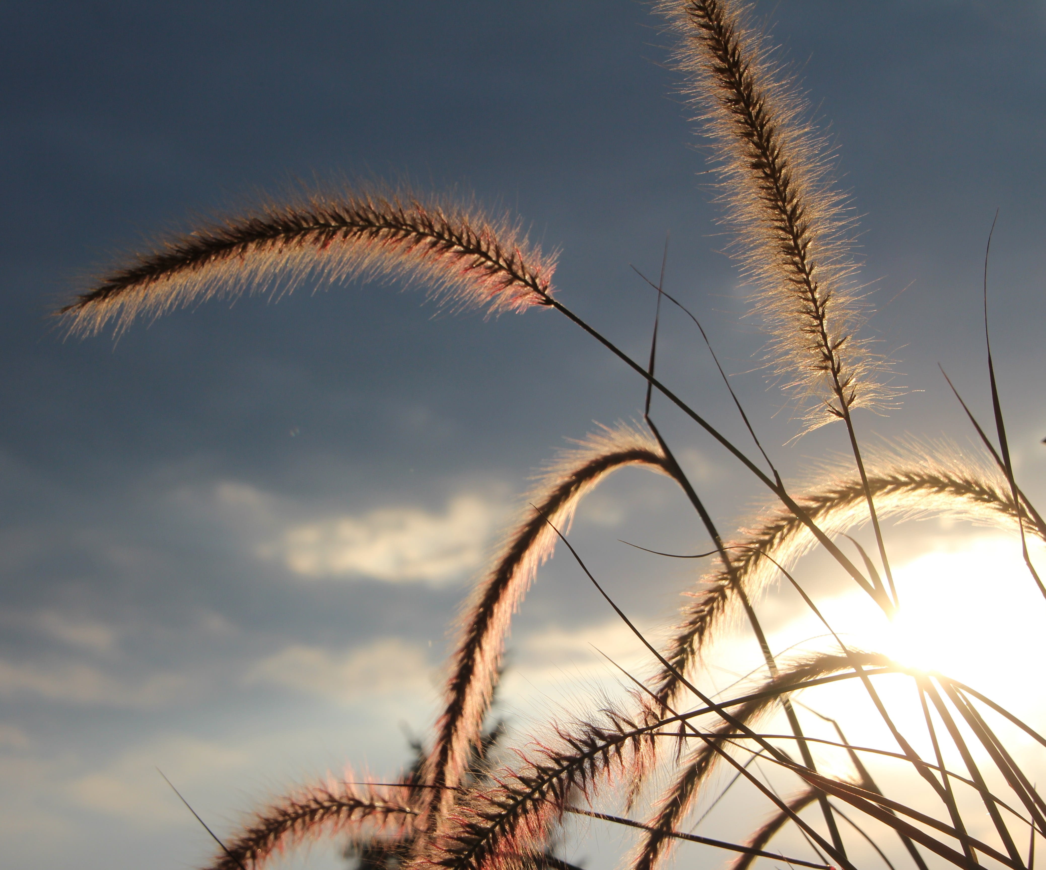 close-up, timothy grass, cloud - sky, bamboo grassedit this page, sunset, fountain grass, beauty in nature, tranquility, fluffy, plant, land, lamp cleaning er grass, HD Wallpaper