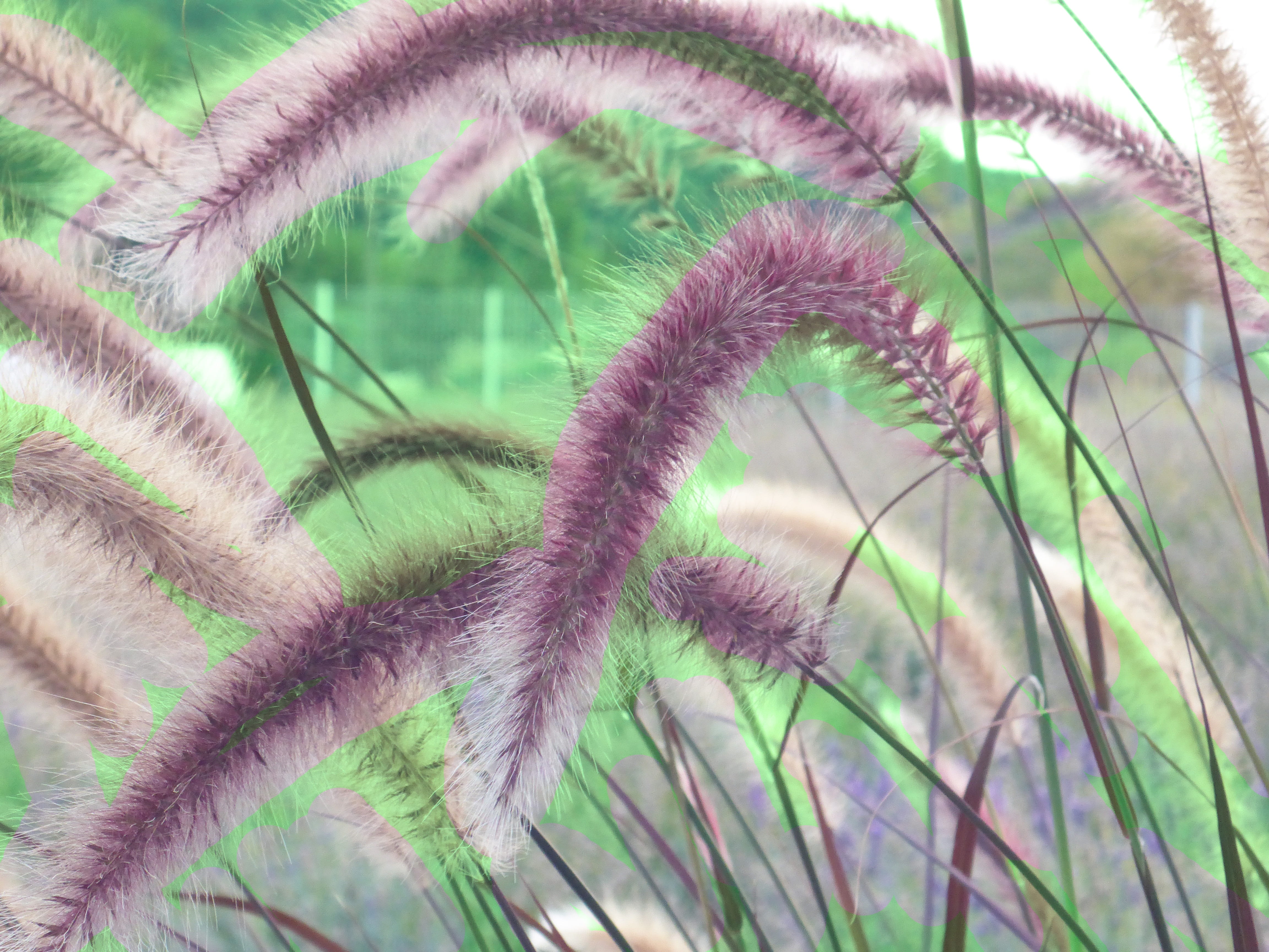 fluffy, container plant, pennisetum setaceum, growth, animal, botany, green color, plant, close-up, grass, garden, animal themes, bucket, focus on foreground, HD Wallpaper