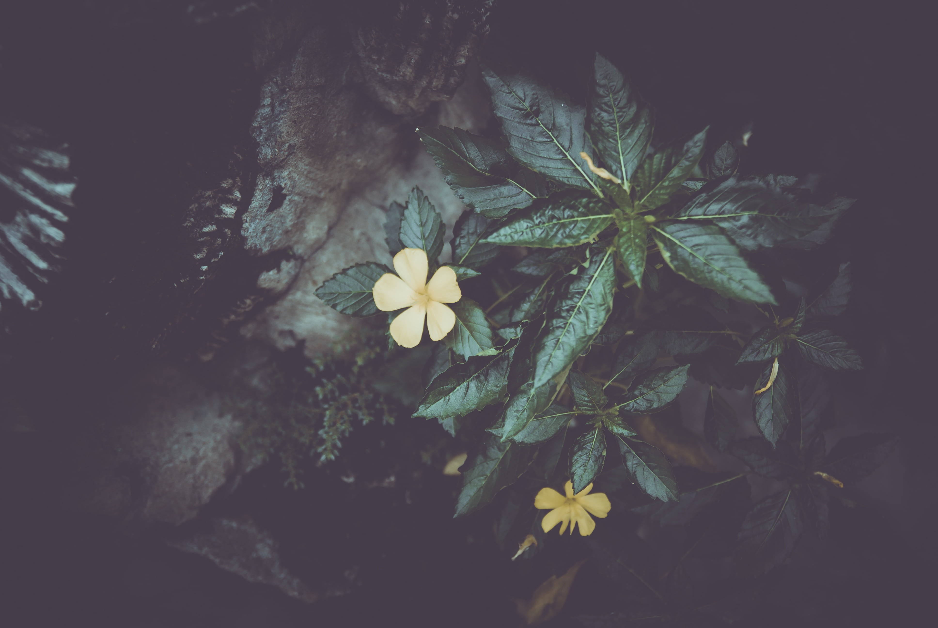 pastel, fine art, flower, freshness, flowers, leaf, growth, plant, outdoors, day, close-up, fragility, flowering plant, high angle view, tree, nature, paper, HD Wallpaper