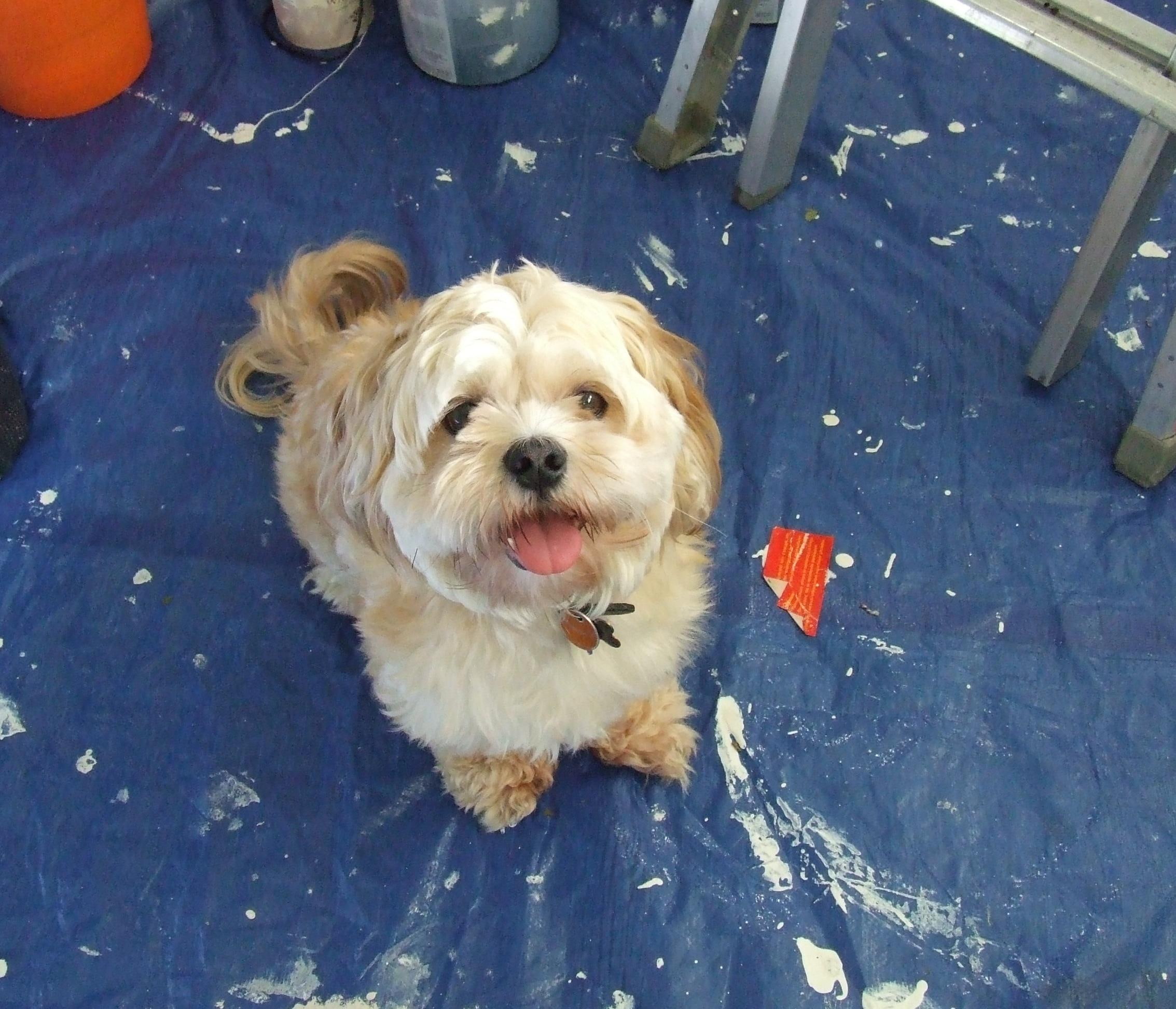 hunter, animals, mess, sweet, cute, happy, loving, ready, lhasa apso, 1080P, make, paint, HD Wallpaper