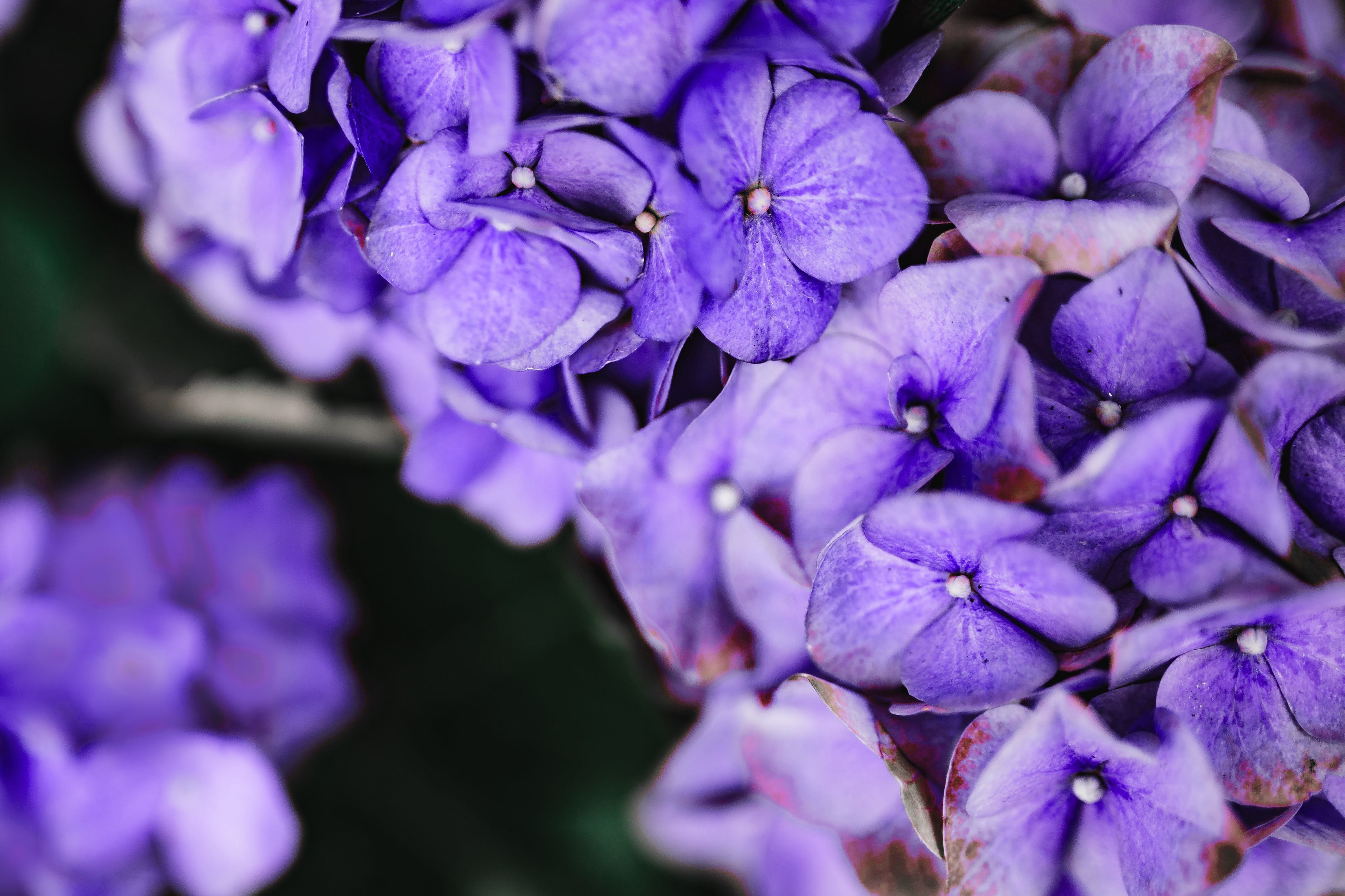 petal, lilac, colors, beauty in nature, flower, ultra violet, freshness, softness, colour, no people, hydrangea, color, flowering plant, nature, fragility, HD Wallpaper