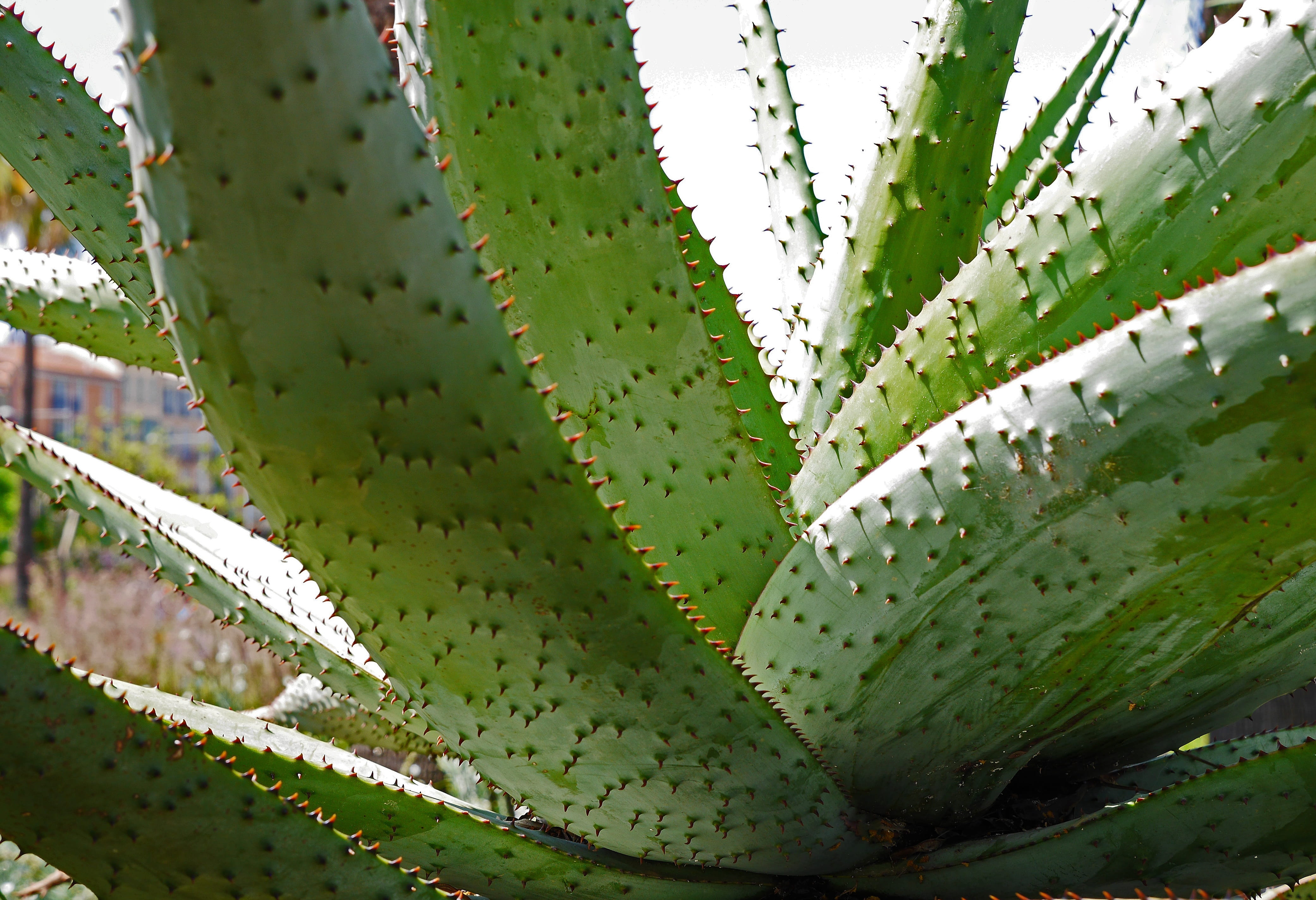 outdoors, full frame, botany, growth, uncultivated, green, day, park, arid climate, succulent, impressive, Cactus, no people, côte d  azur, sharp, prickly pear cactus, HD Wallpaper