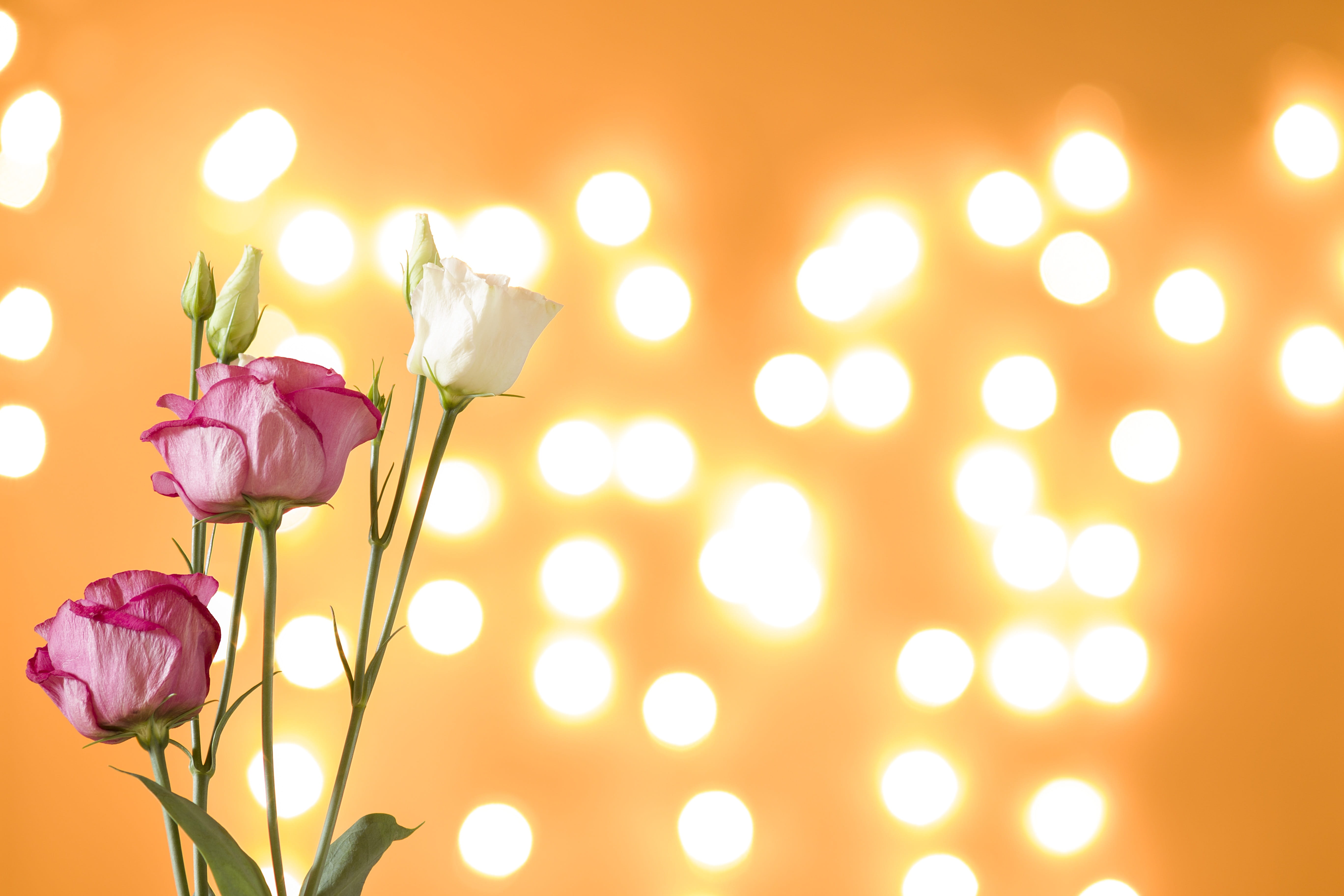 plant, pink color, vulnerability, plant stem, fragility, flowering plant, lisianthus flower, nature, flower, purple, petal, bright, no people, lighting equipment, HD Wallpaper