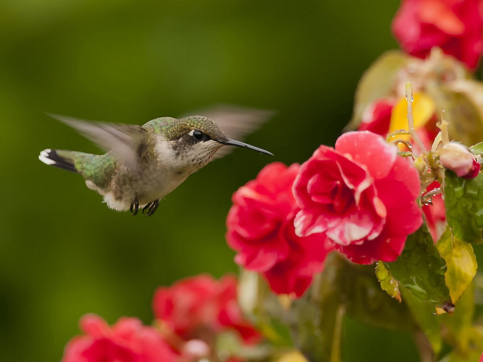 humming, bird, hummingbird, green, flowers, animal, gray, animals, birds, 1080P, HD Wallpaper