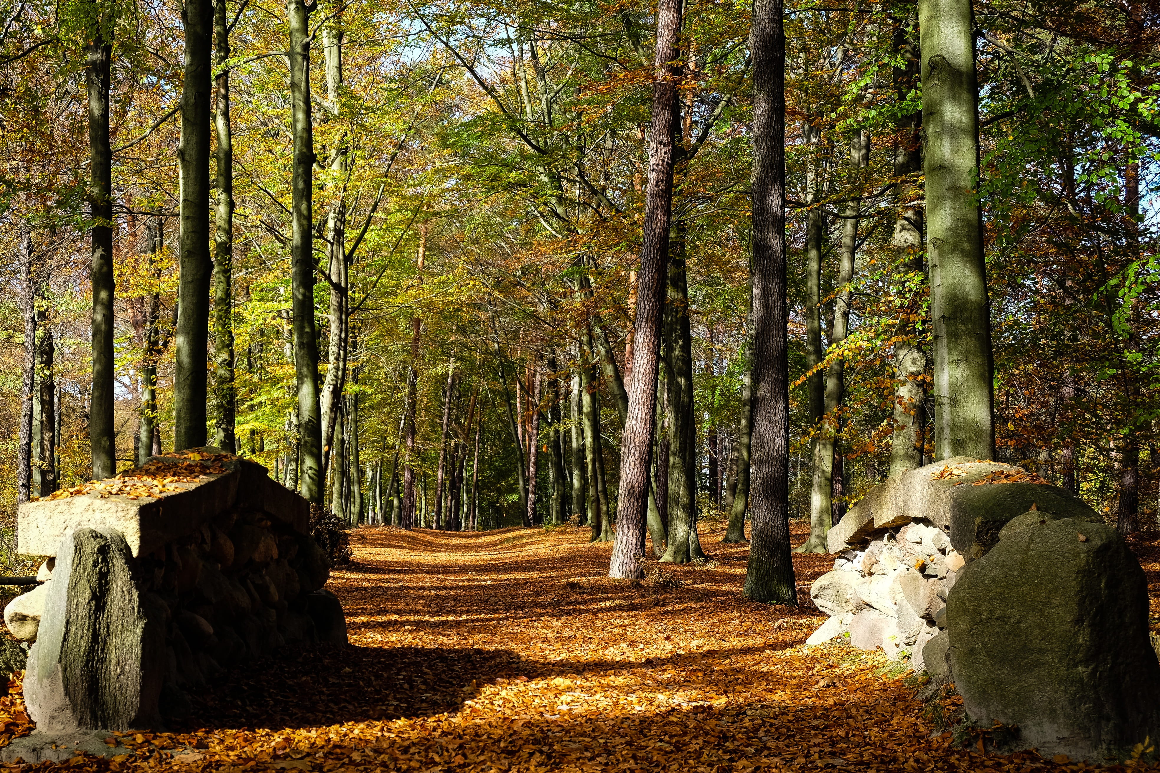 forest, footpath, tranquil scene, autumn, plant, scenics - nature, land, leaves, the way forward, woodland, tree trunk, change, kromlau, tree, nature, tranquility, HD Wallpaper