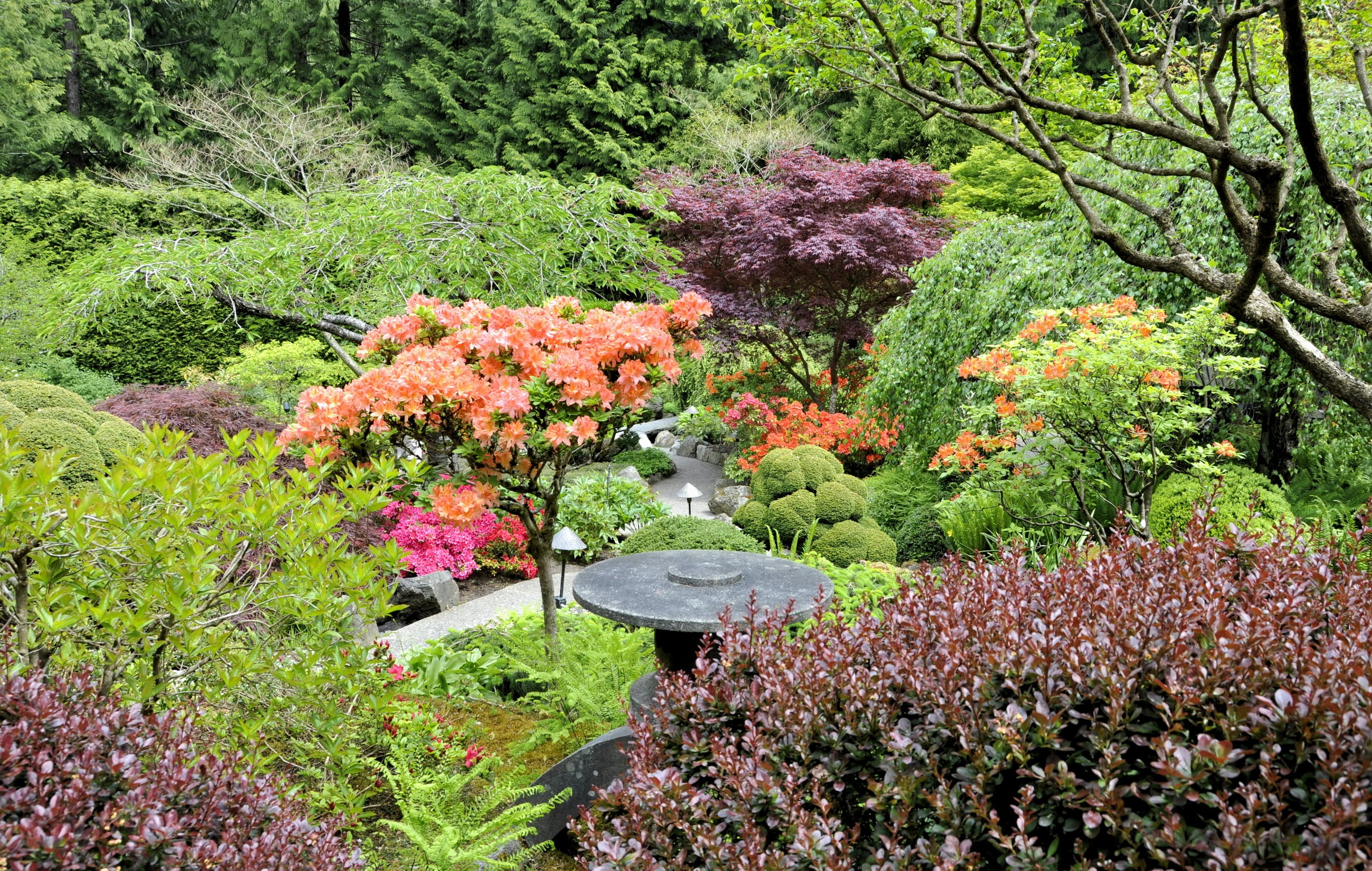 assorted, tree, multi Colored, lilac, color, autumn, green, orange, springtime, foliage, beauty In Nature, pink Color, japanese Culture, botany, summer, HD Wallpaper