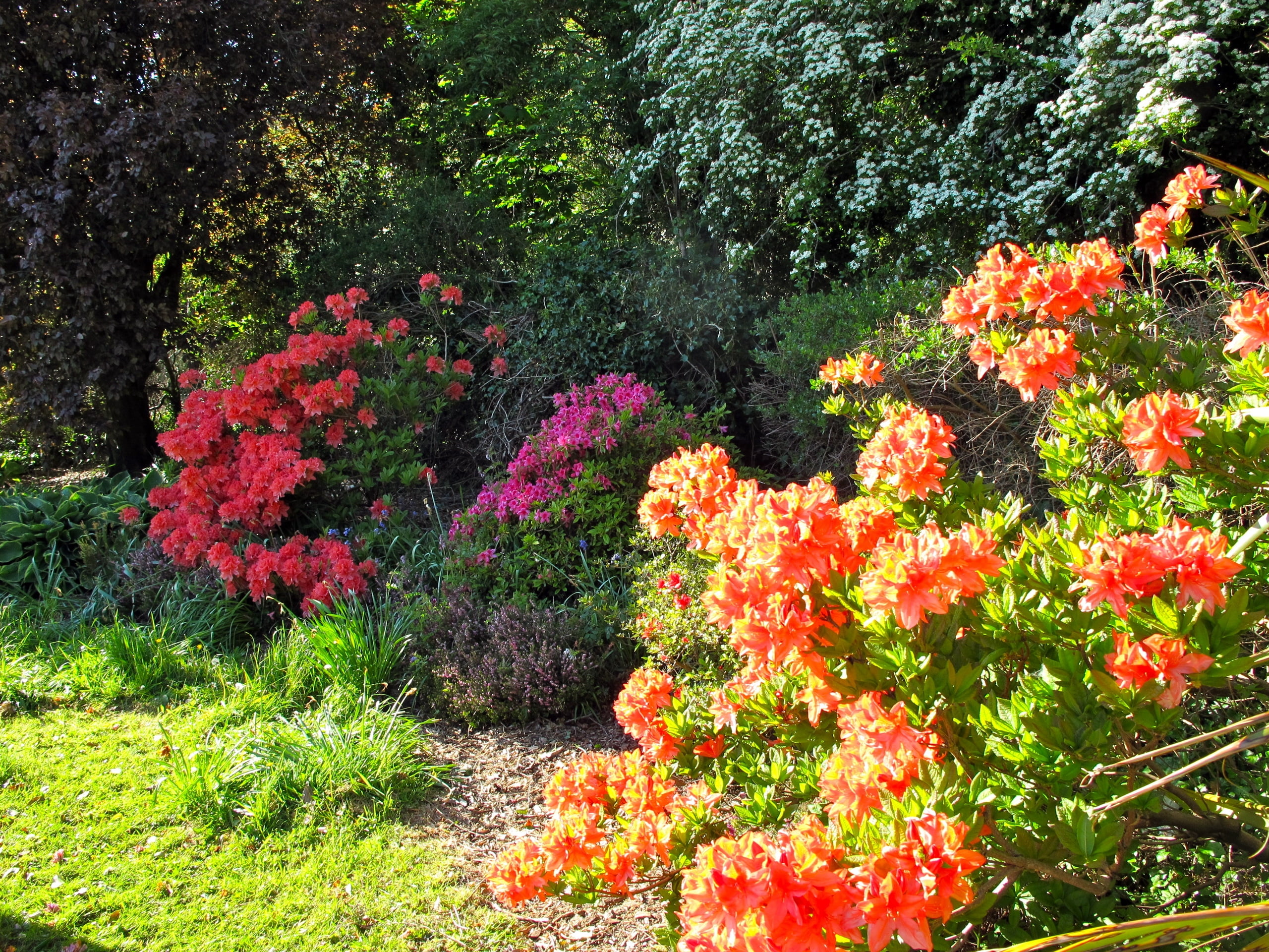 land, day, colors, formal Garden, nature, green Color, green, park, outdoors, flowering plant, season, plant, leaf, azalea, garden, blossom, red, sunny, HD Wallpaper