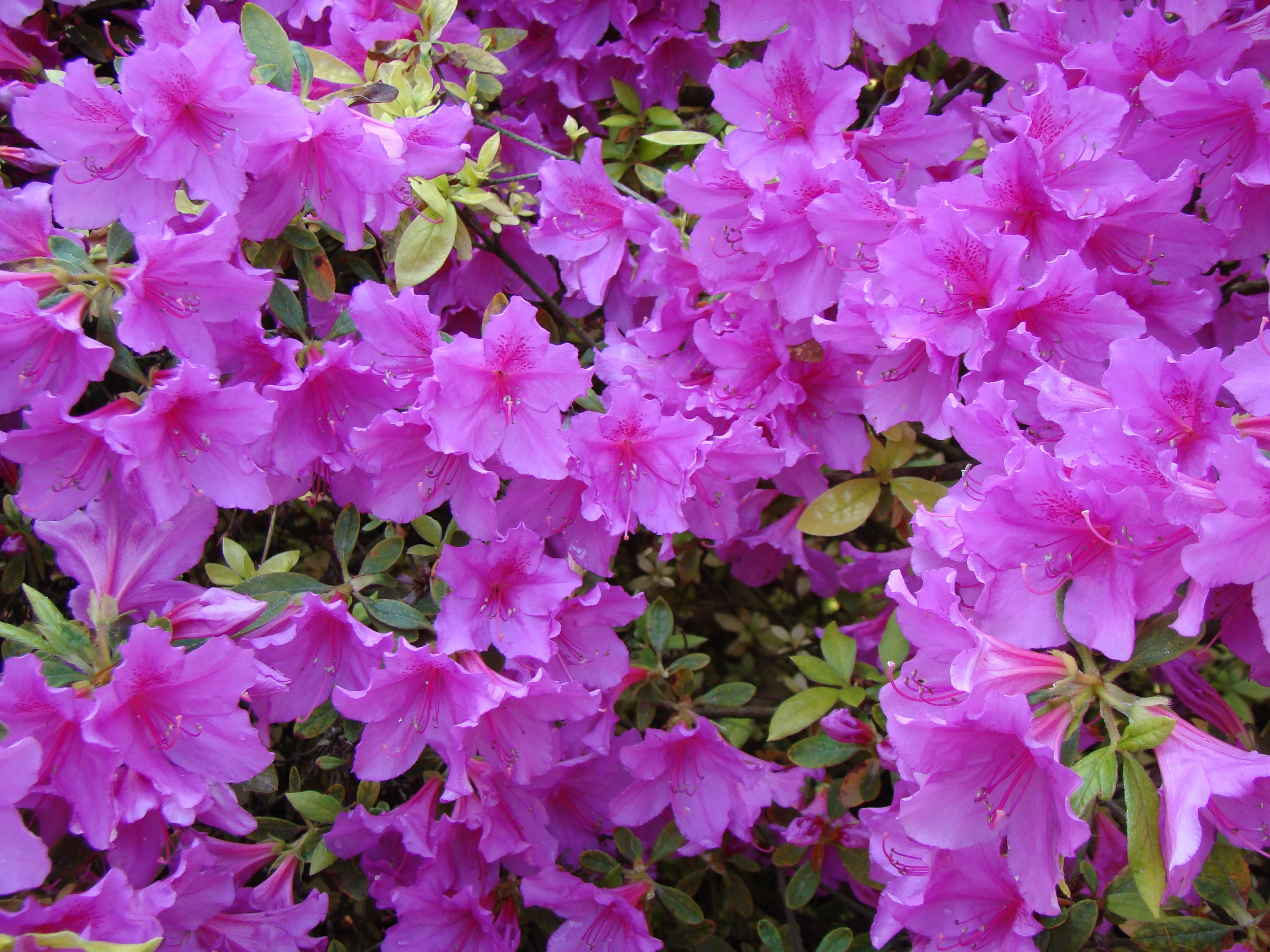 full frame, inflorescence, beauty in nature, flower head, pink, 2K, bloom, rhododendron, flowering plant, no people, abundance, close-up, garden, outdoors, HD Wallpaper