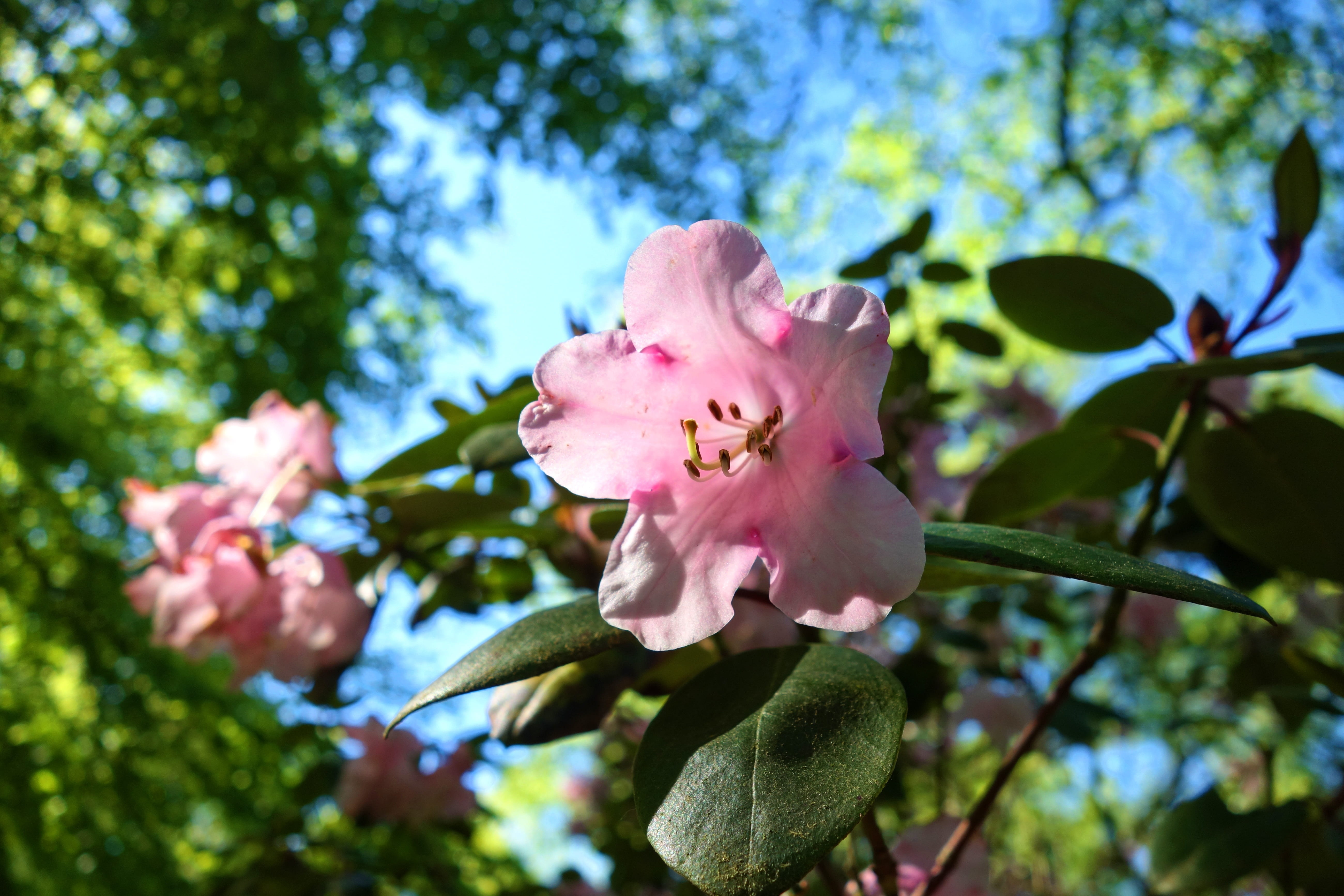 growth, rhododendron, fragility, freshness, focus on foreground, foliage, petaled, beauty in nature, plant, inflorescence, bloom, pink color, pollen, tree, HD Wallpaper