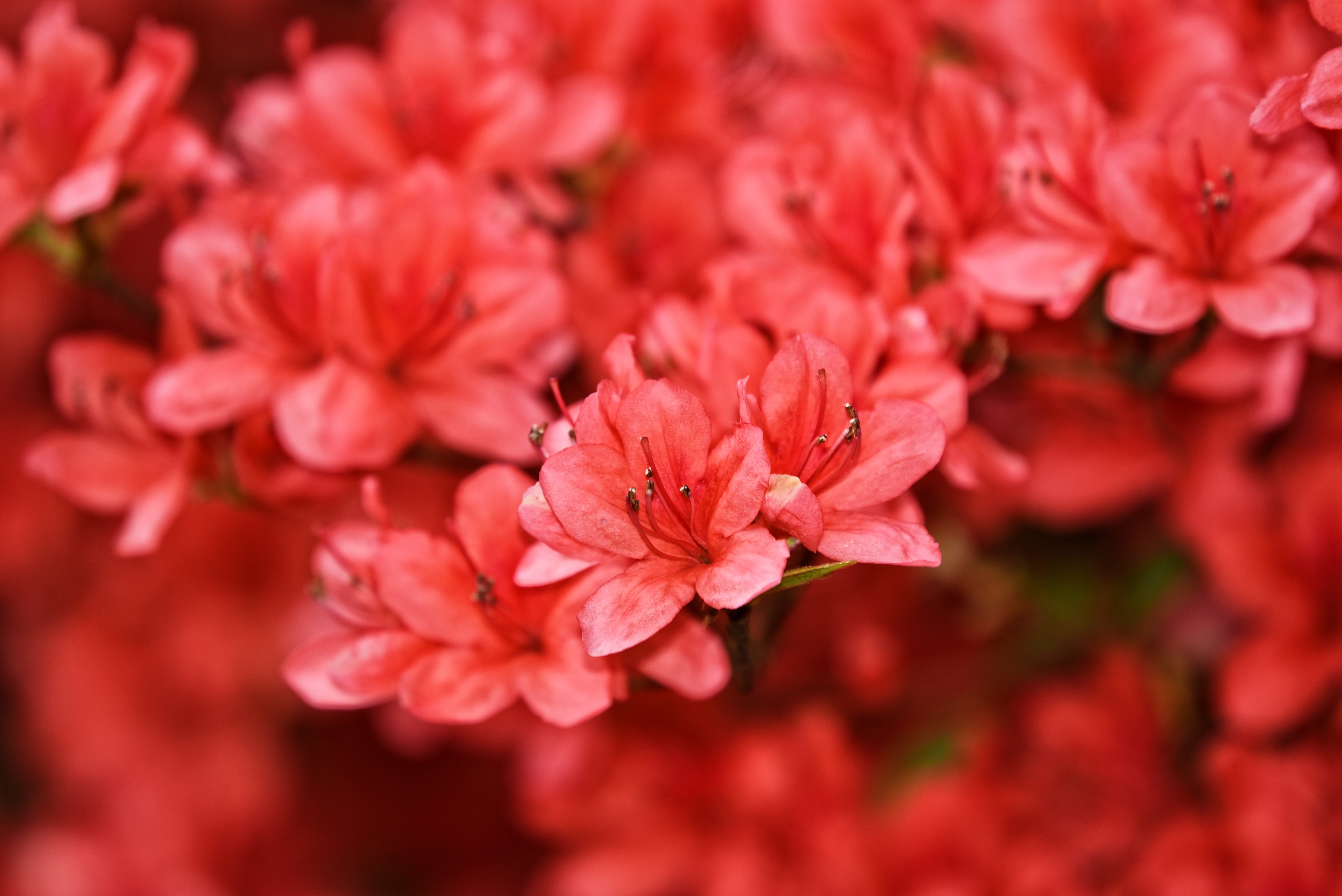 selective focus, outdoors, bunch of flowers, close-up, park, vulnerability, freshness, spring, flower, flower head, red, bouquet, flowers, inflorescence, HD Wallpaper