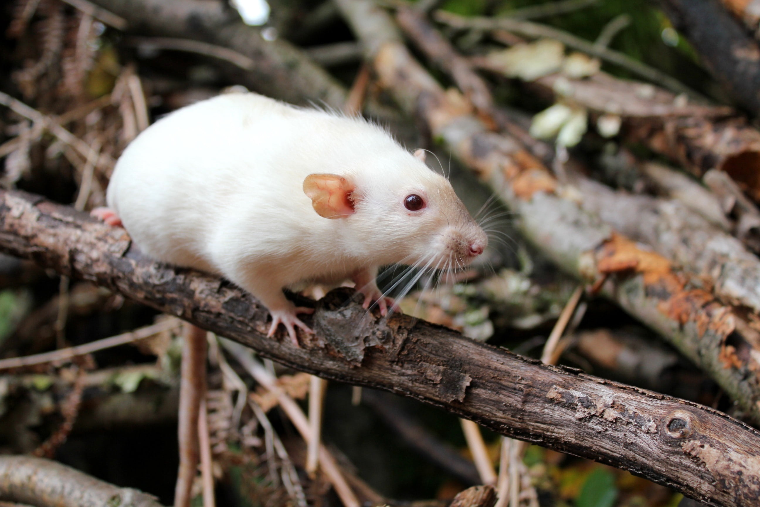 rat, cute, land, day, plant, no people, mammal, branch, animal, looking, rodent, pet, 2K, dumbo rat, whisker, outdoors, focus on foreground, animal themes, HD Wallpaper
