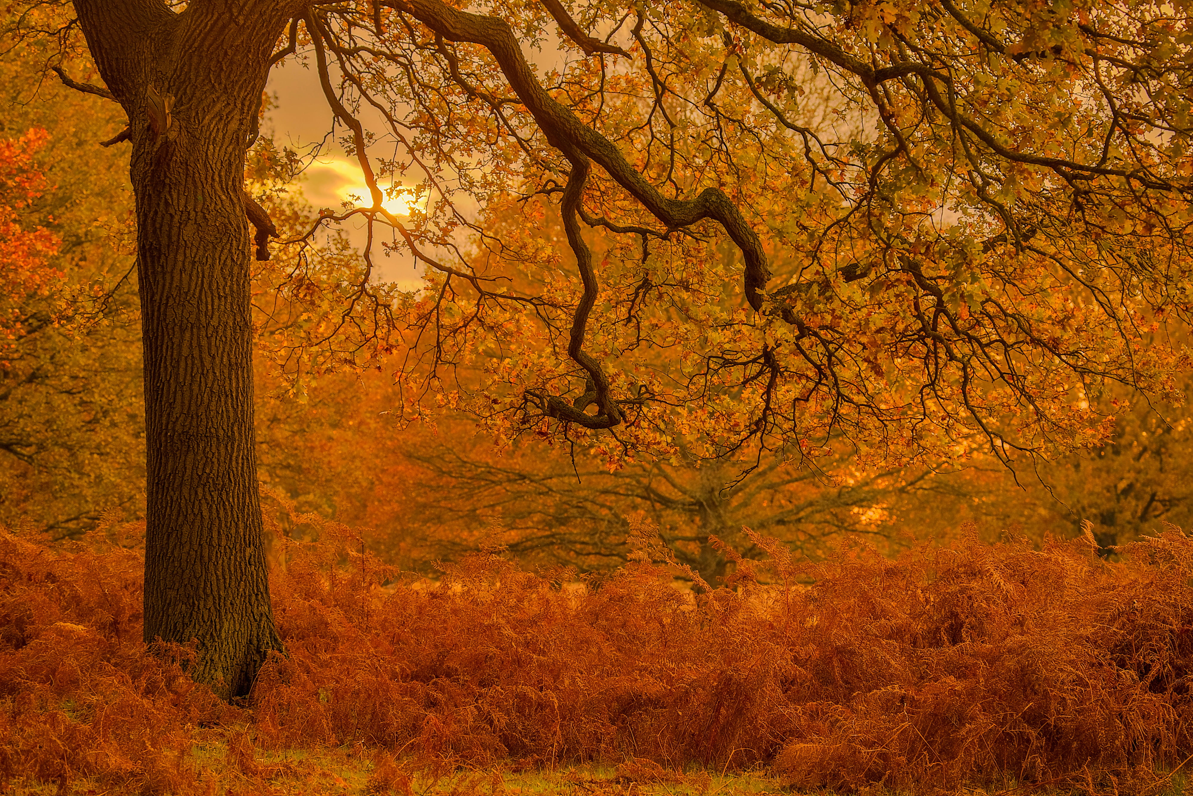Park, trees, England, London, oak, 4K, autumn, Richmond upon Thames, Richmond Park, London Borough of Richmond upon Thames, fern, HD Wallpaper