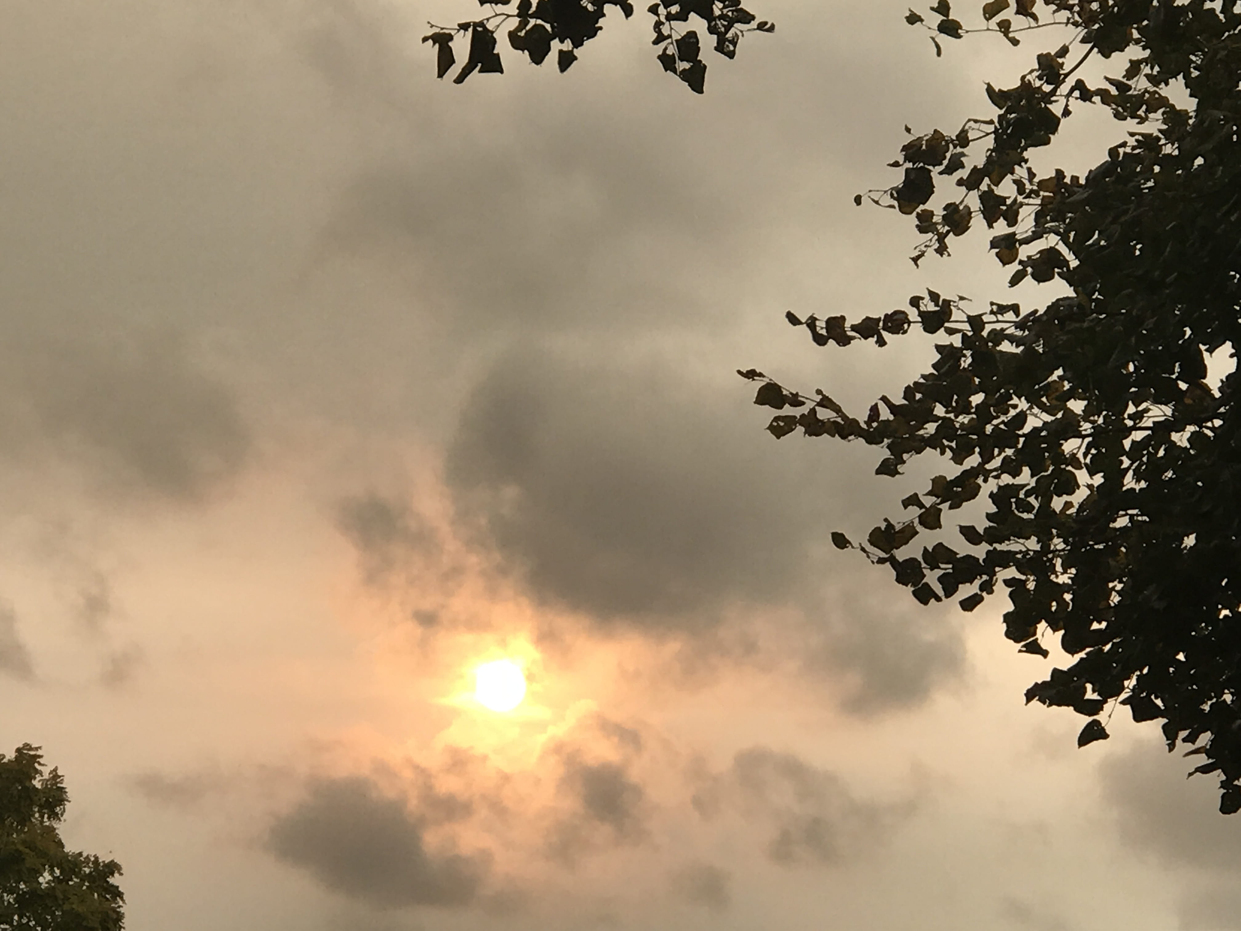 cloud - sky, nature, growth, london, silhouette, low angle view, beauty in nature, tranquility, branch, yellowsky, sun, london borough of richmond upon thames, HD Wallpaper
