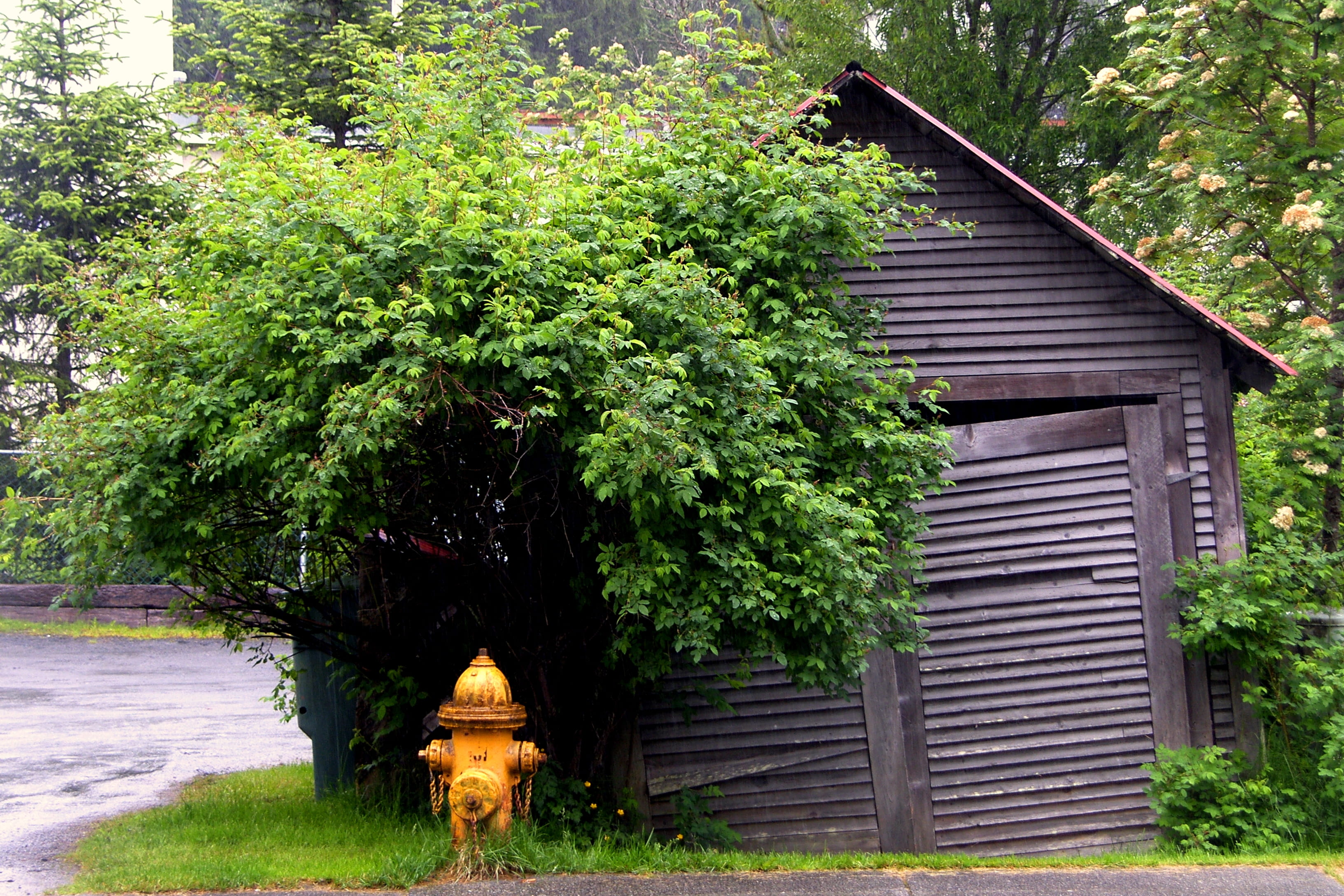 nature, wood - material, lean-to, entrance, plant, day, house, outdoors, place of worship, building, contrast, yellow, built structure, 2K, garage, united states, HD Wallpaper