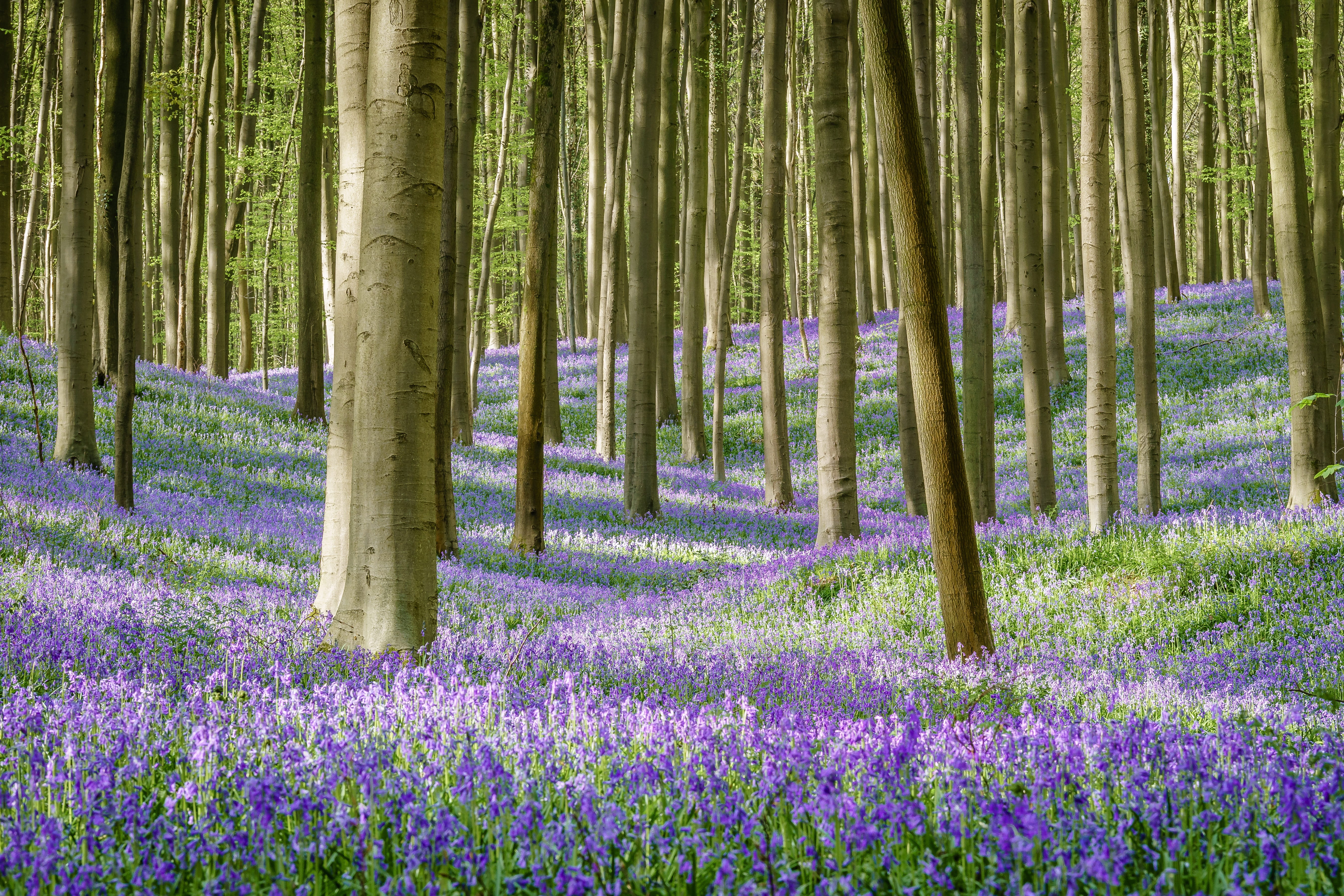 beauty in nature, non-urban scene, land, growth, no people, purple, outdoors, plant, flanders, tranquility, tranquil scene, hallerbos, bamboo - plant, field, HD Wallpaper