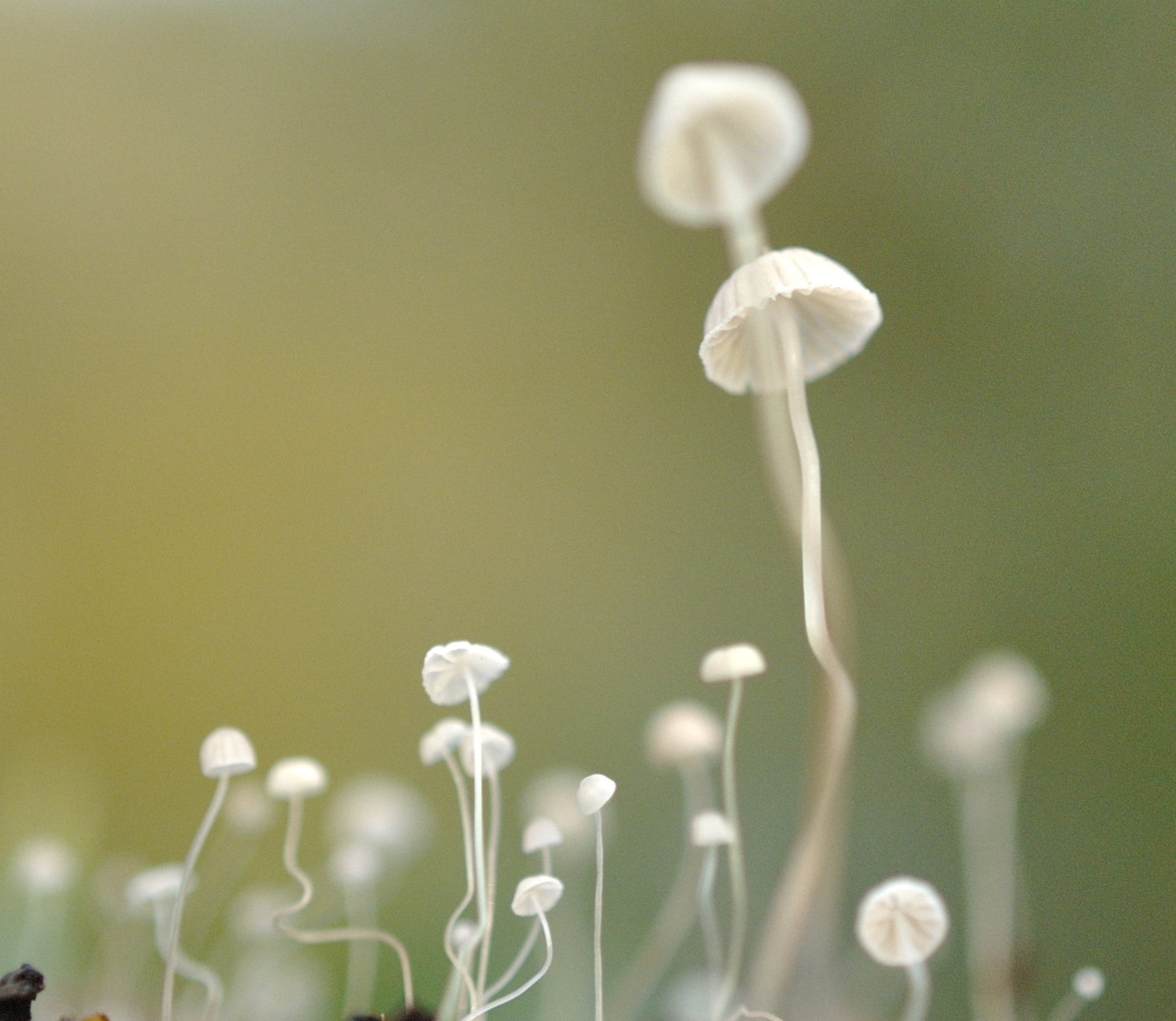 ancient  woodland, Mushrooms, England, Green  Flag  Award, fungus, springtime, Nature, close-up, Leicestershire, Outwoods, Nikon, photography, flower, plant, HD Wallpaper
