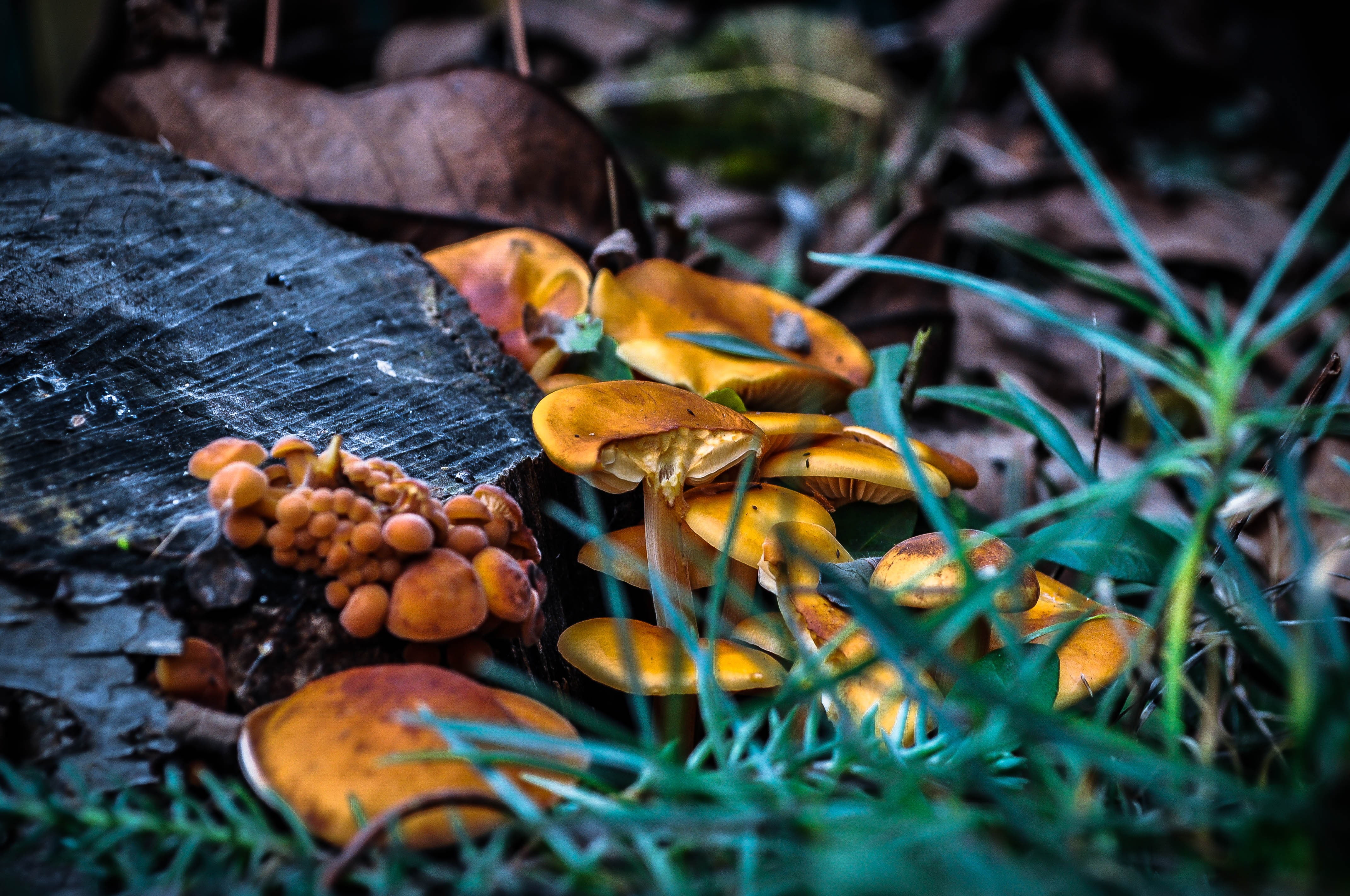 falling, 4K, fungus, brown, field, nature, fragility, outdoors, plant, land, change, food, selective focus, freshness, shrooms, leaf, landscape, leaves, HD Wallpaper