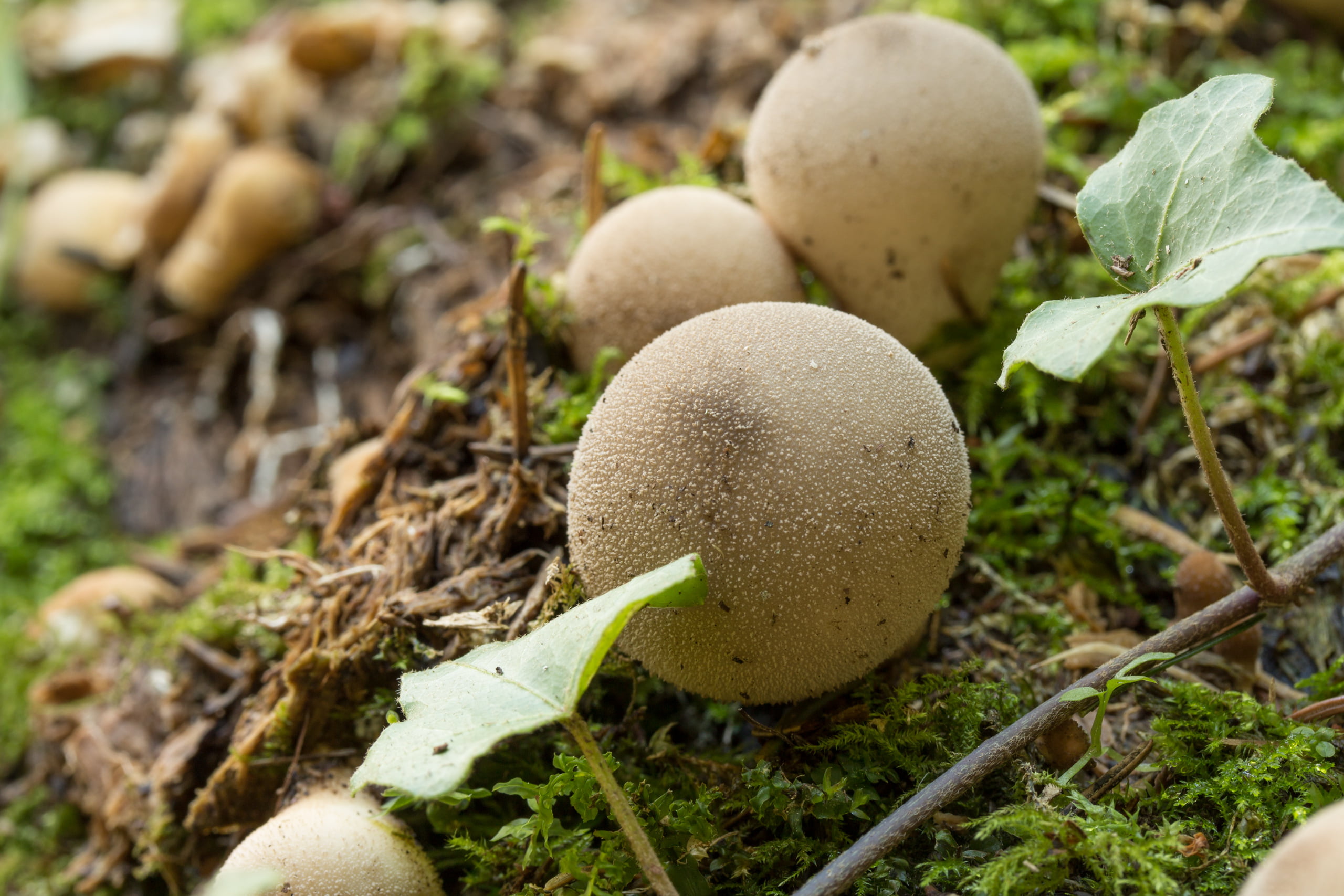 fall, freshness, beauty in nature, toadstool, selective focus, plant, outdoors, 2K, forest, close-up, land, mushroom, moss, growth, no people, day, field, HD Wallpaper