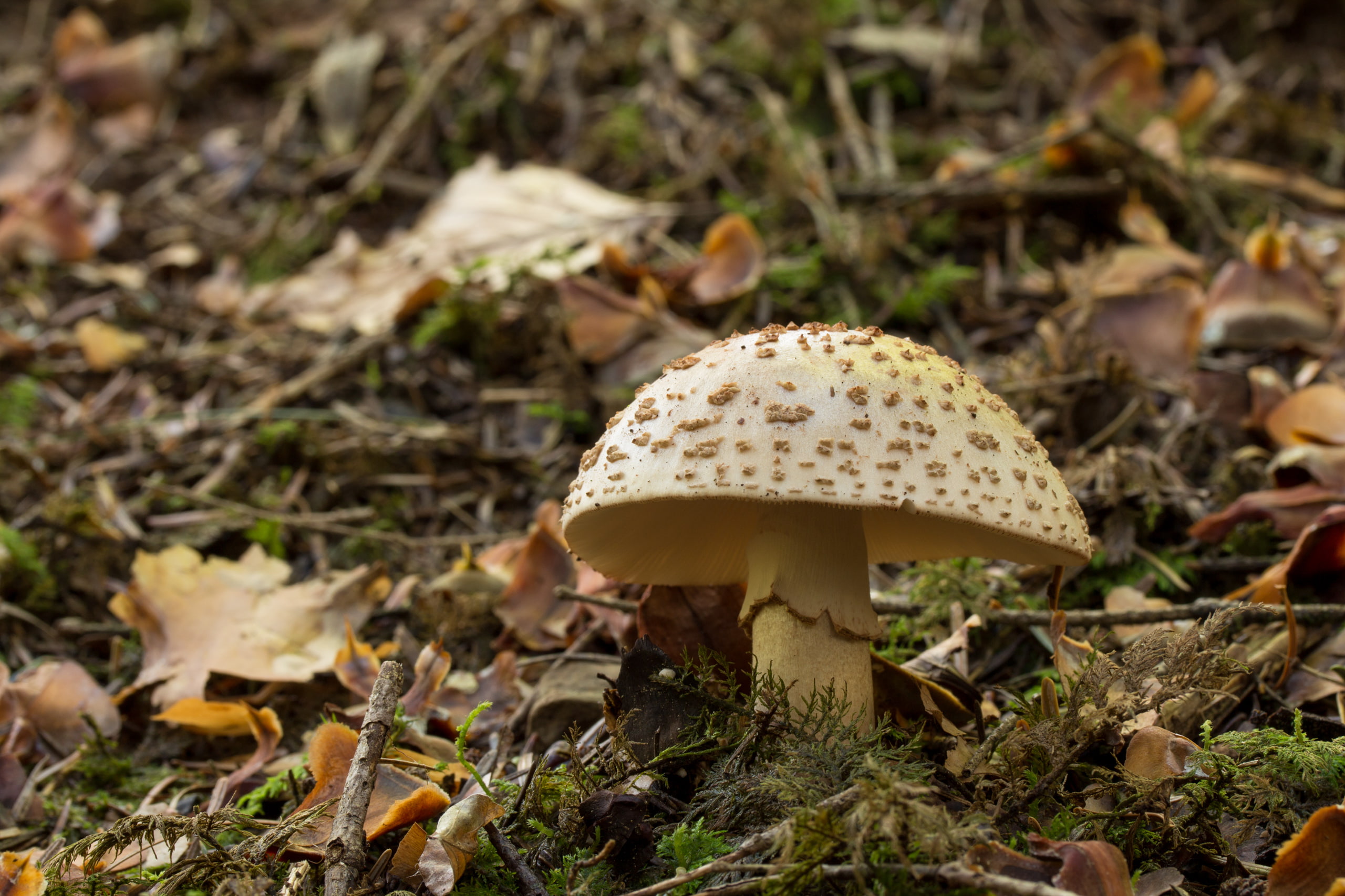 fall, fungus, poisonous, plant, forest, edible mushroom, moss, focus on foreground, land, vulnerability, day, outdoors, toadstool, surface level, mushroom, HD Wallpaper