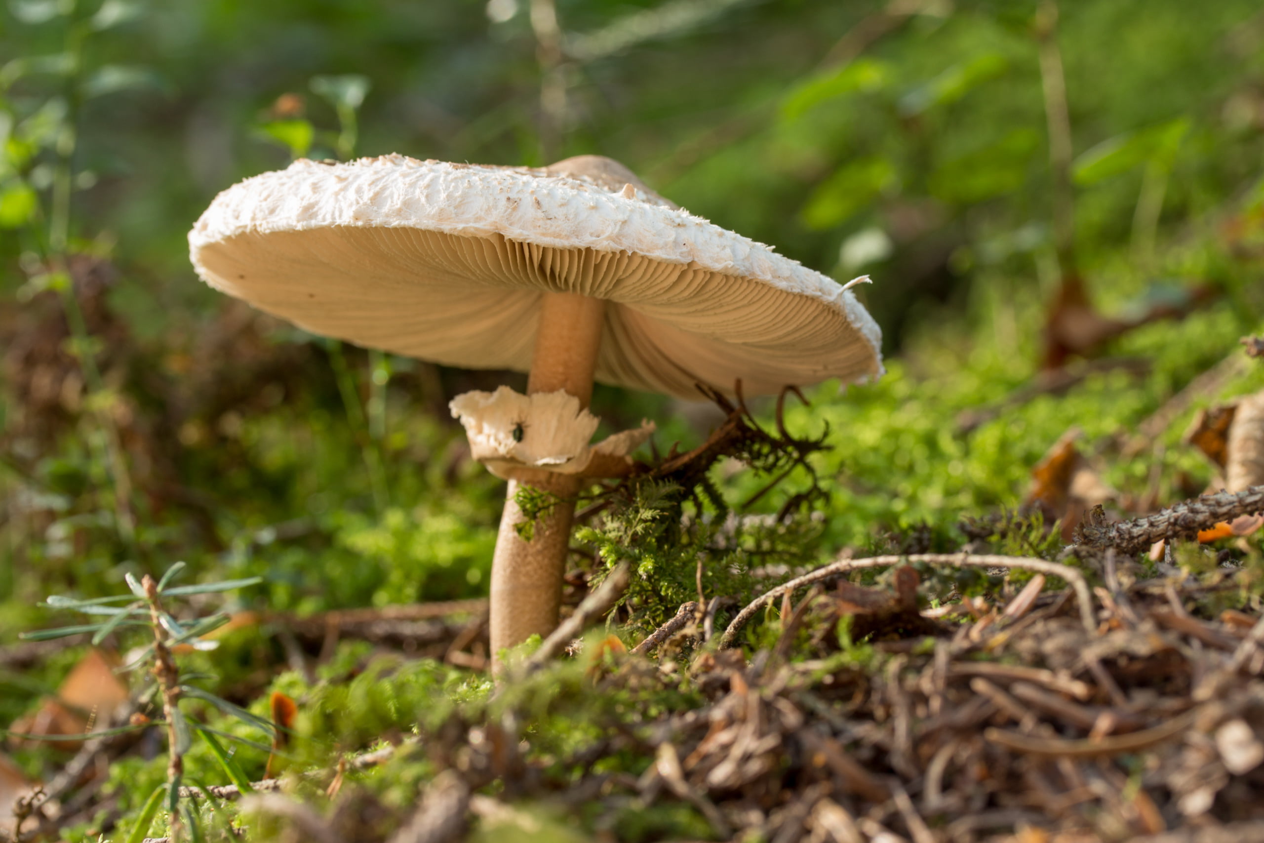 food and drink, forest, plant, vegetable, edible mushroom, nature, freshness, food, growth, close-up, vulnerability, toadstool, selective focus, no people, HD Wallpaper
