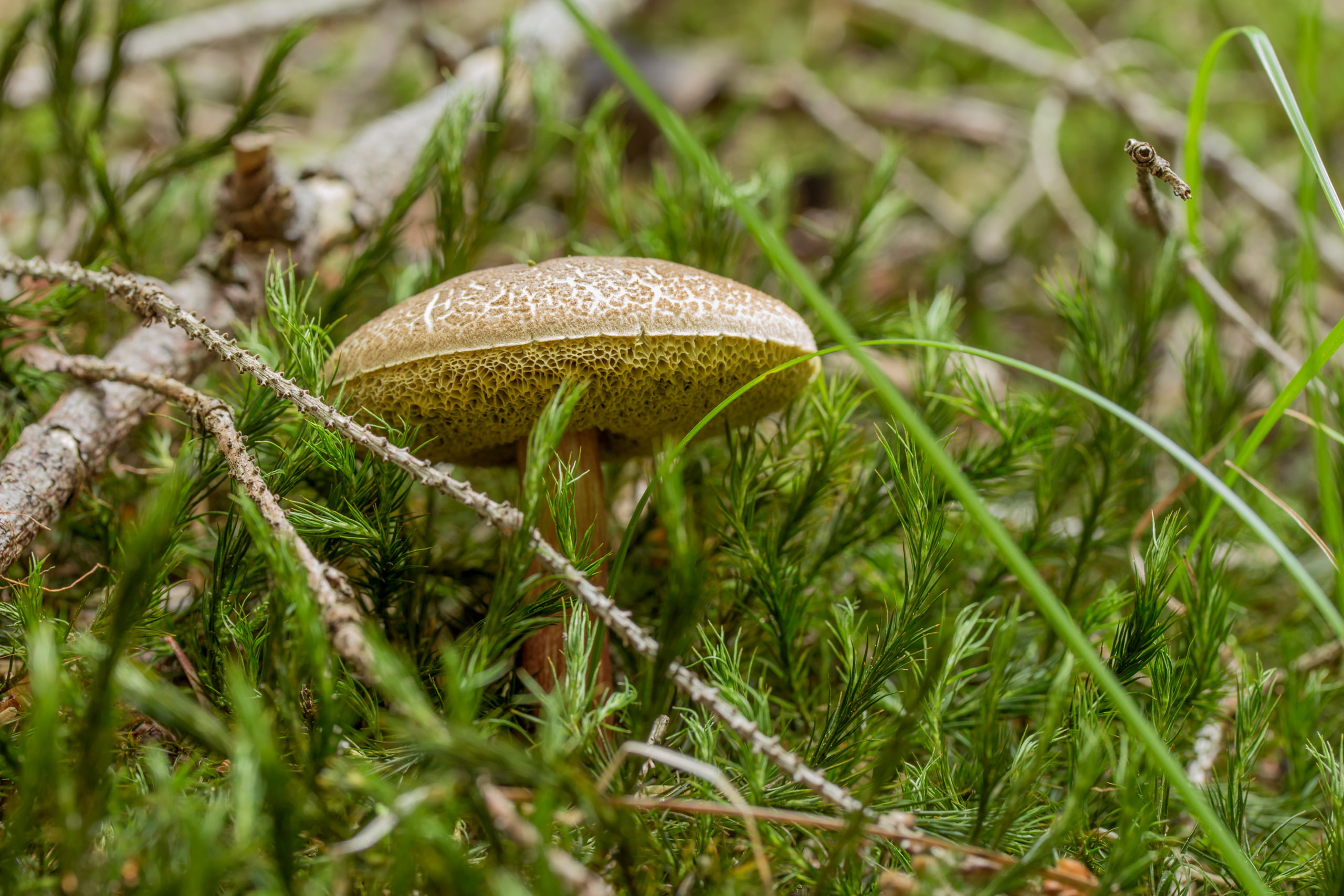 moss, mushroom, beauty in nature, fragility, field, toadstool, no people, dew, grass, nature, close-up, edible mushroom, outdoors, forest, food, growth, HD Wallpaper
