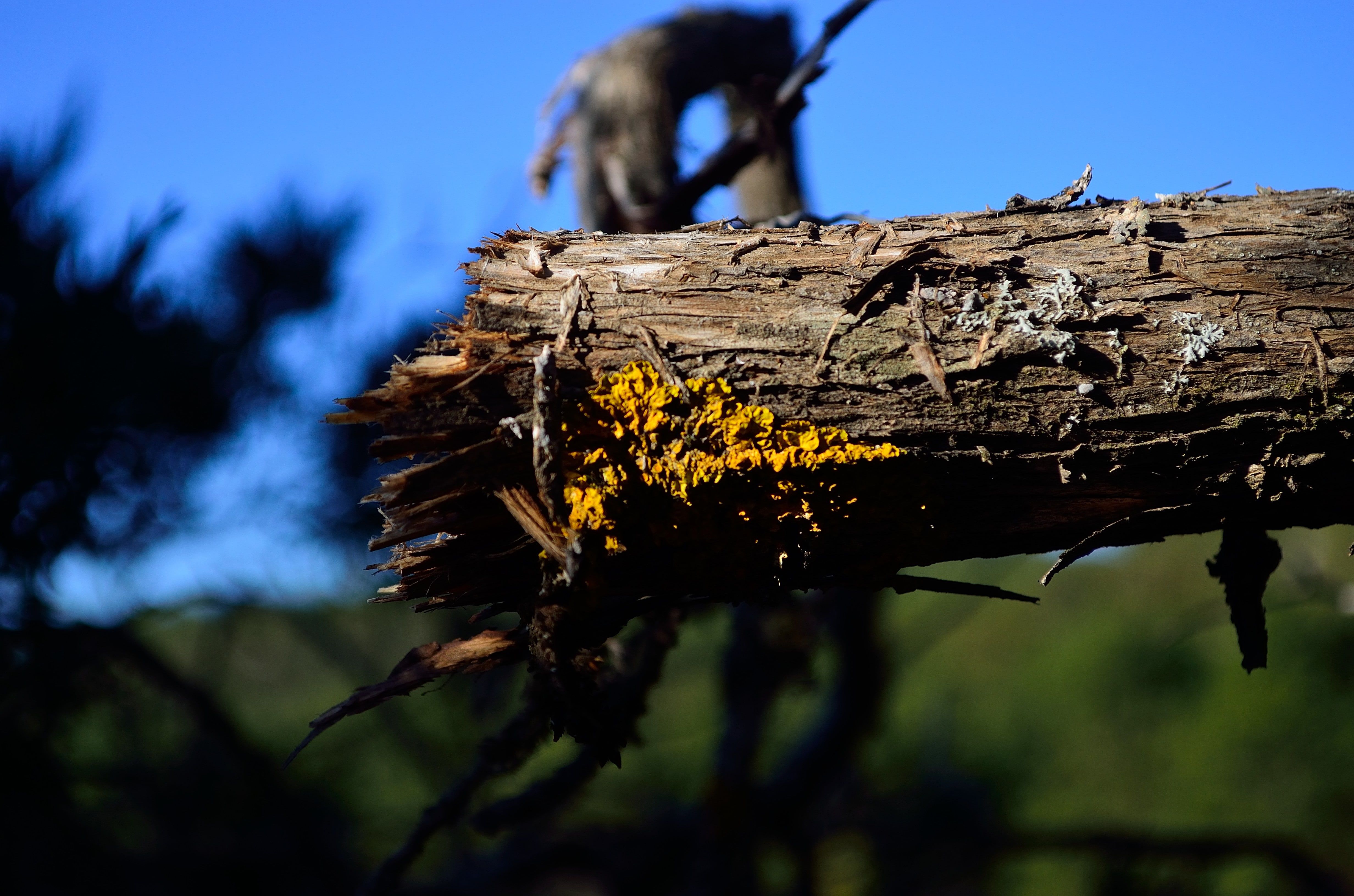 nature, outdoors, growth, beauty in nature, selective focus, day, fungus, animal, no people, close-up, sky, tree, one animal, flowering plant, low angle view, HD Wallpaper