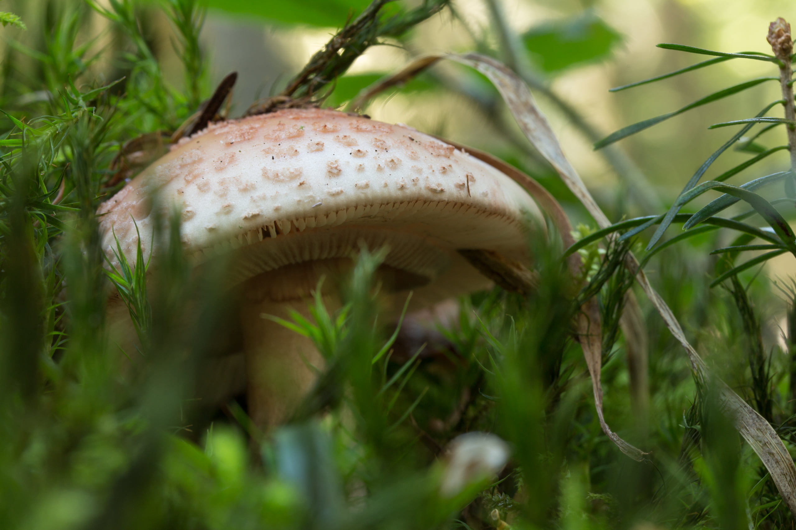 grass, growth, food, plant, nature, close-up, fungus, fall, green color, selective focus, land, leaves, moss, food and drink, freshness, poisonous, edible mushroom, HD Wallpaper