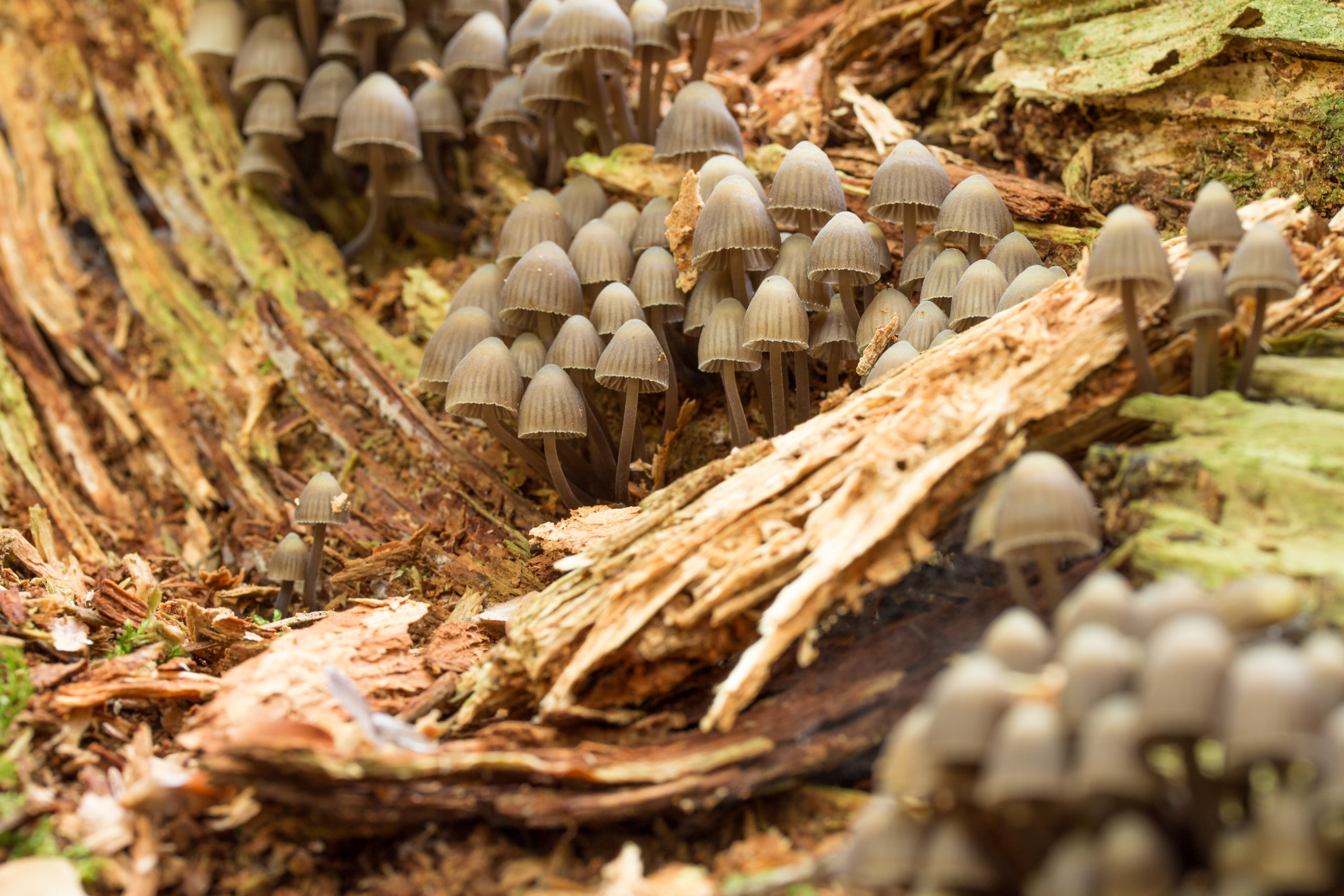 close-up, forest, large group of objects, selective focus, wood - material, abundance, toadstool, fungus, mushroom, timber, 2K, wood, tree, day, vegetable, HD Wallpaper